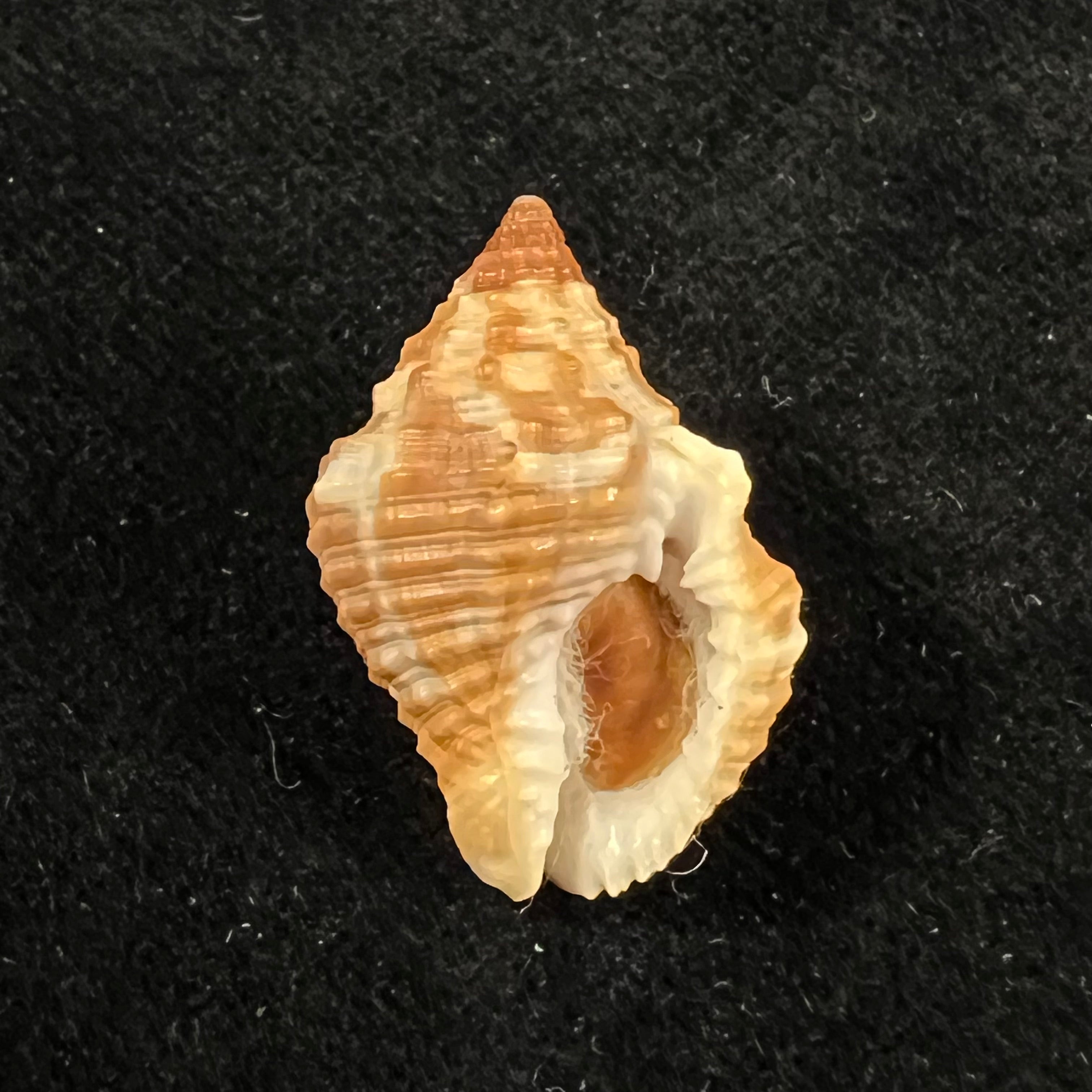 Gemophos auritulus (Link, 1807) - 25,6mm