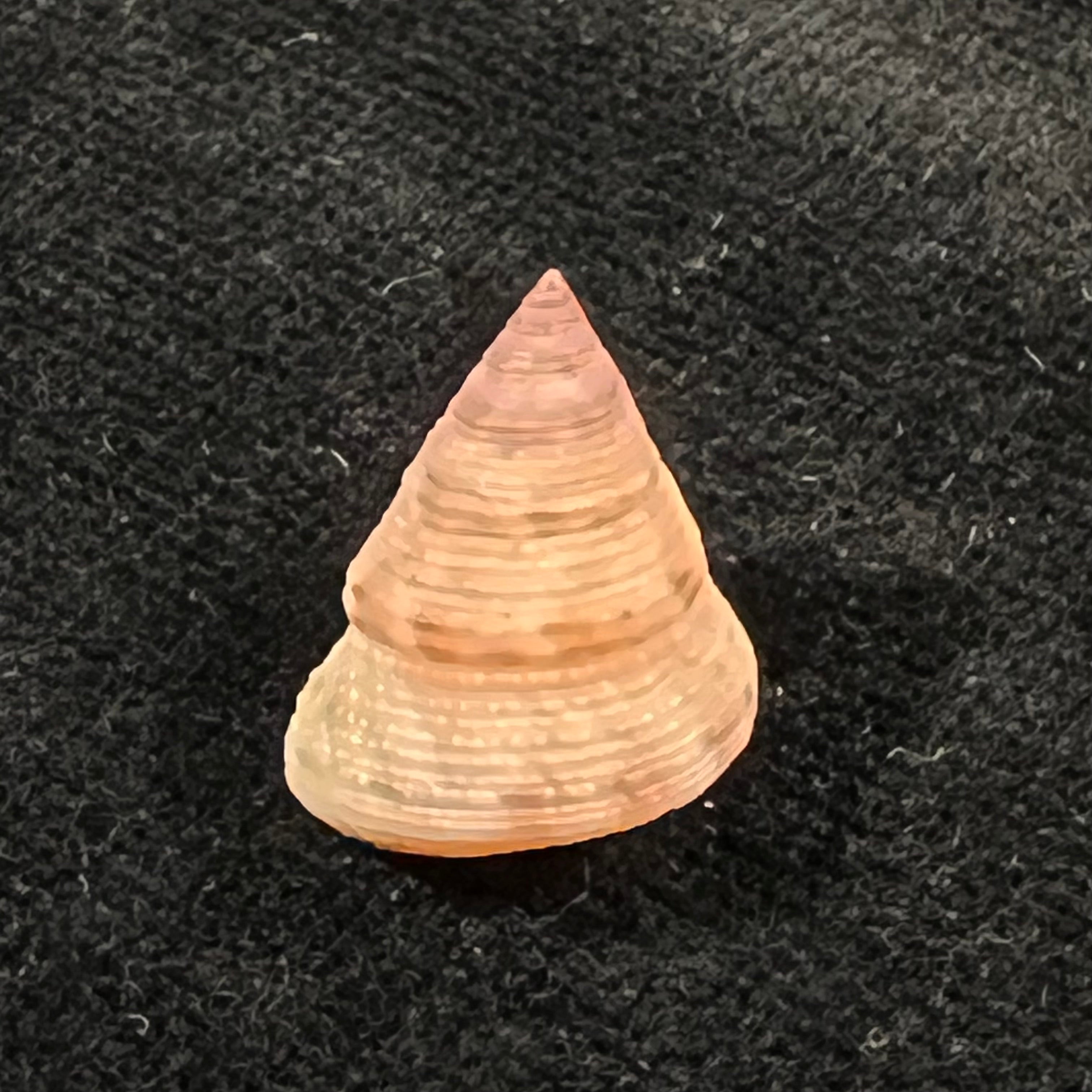 Calliostoma adspersum (R. A. Philippi, 1851) - 17,7mm