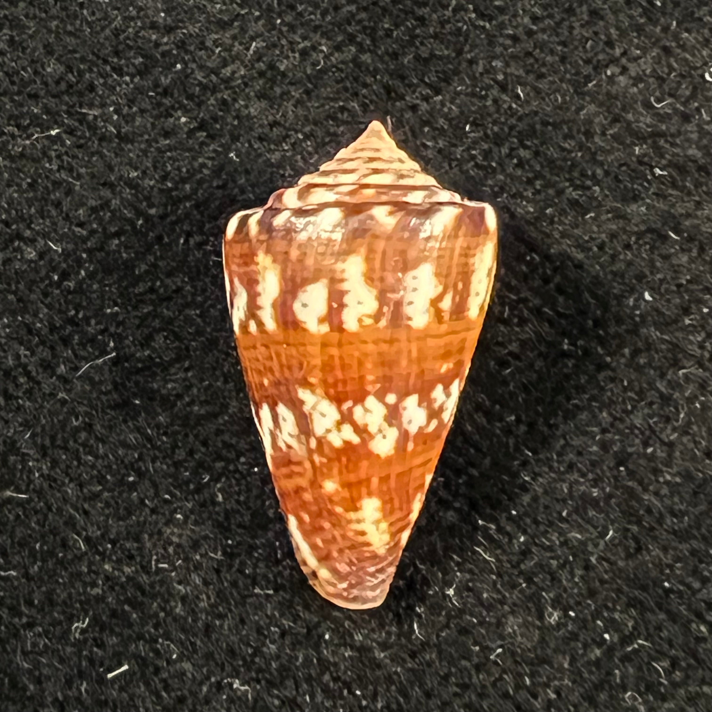 Conus brasiliensis Clench, 1942 - 22,9mm