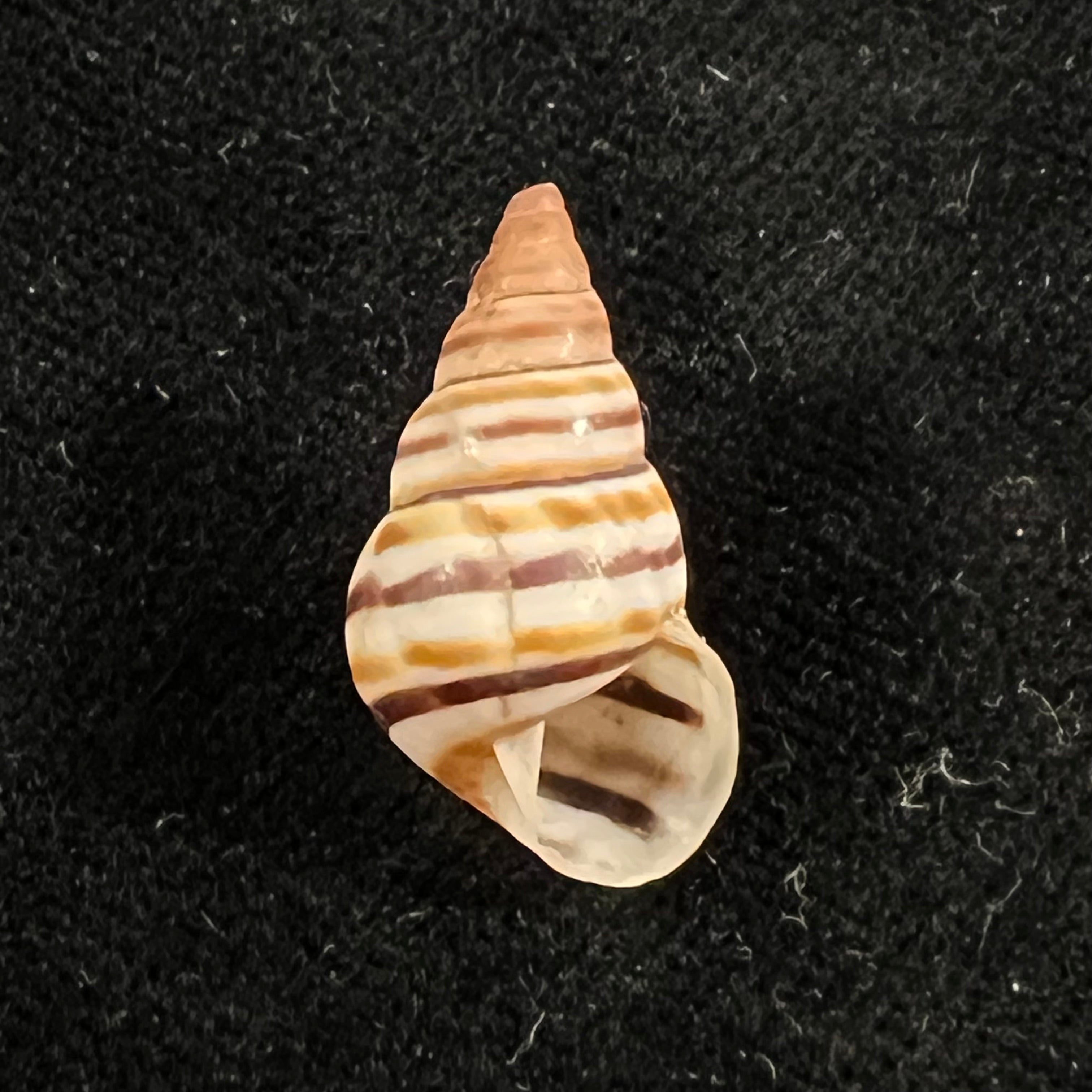 Sanniostracus obliquus (Reeve, 1849) - 21,5mm