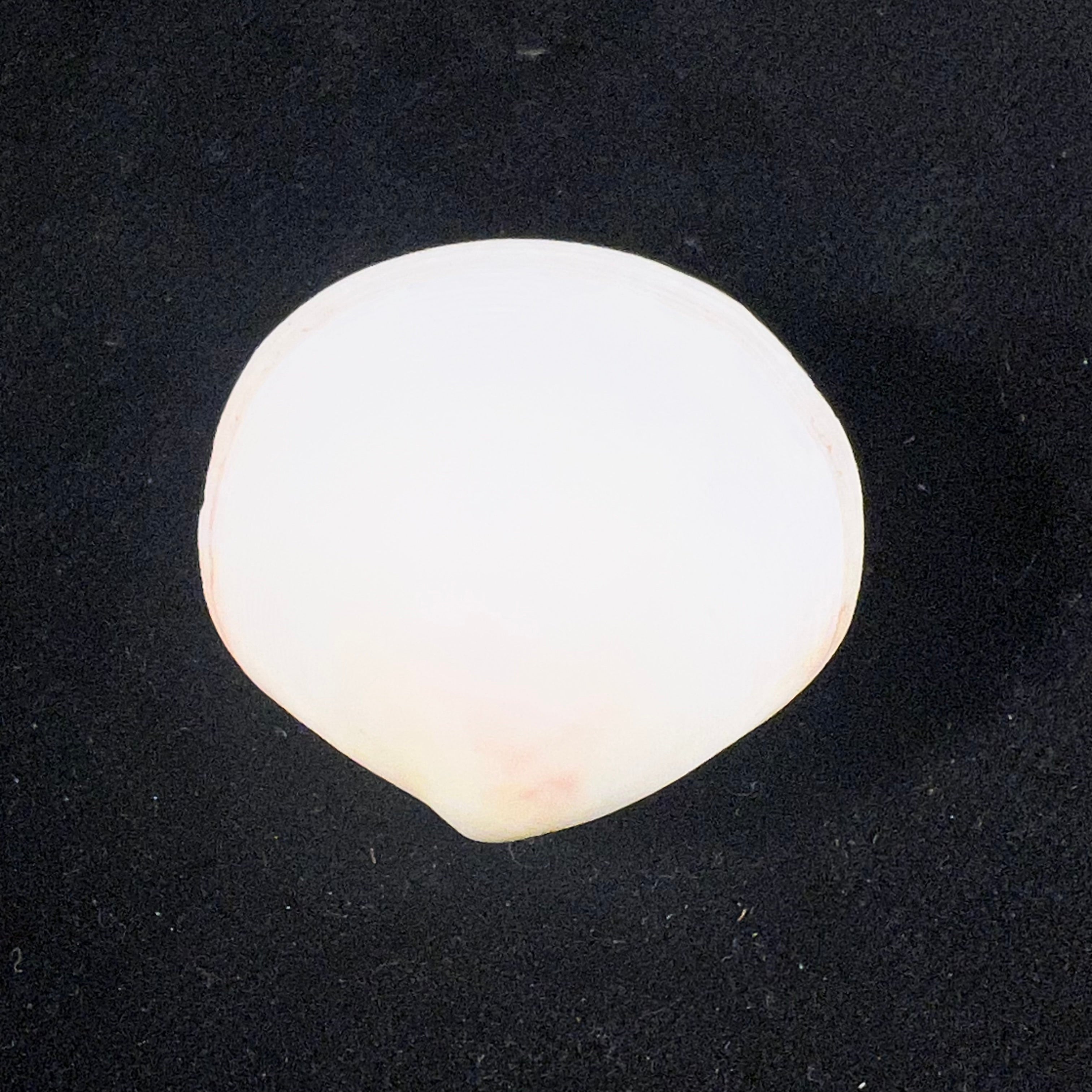 Semele proficua (Pulteney, 1799) - 32,5mm