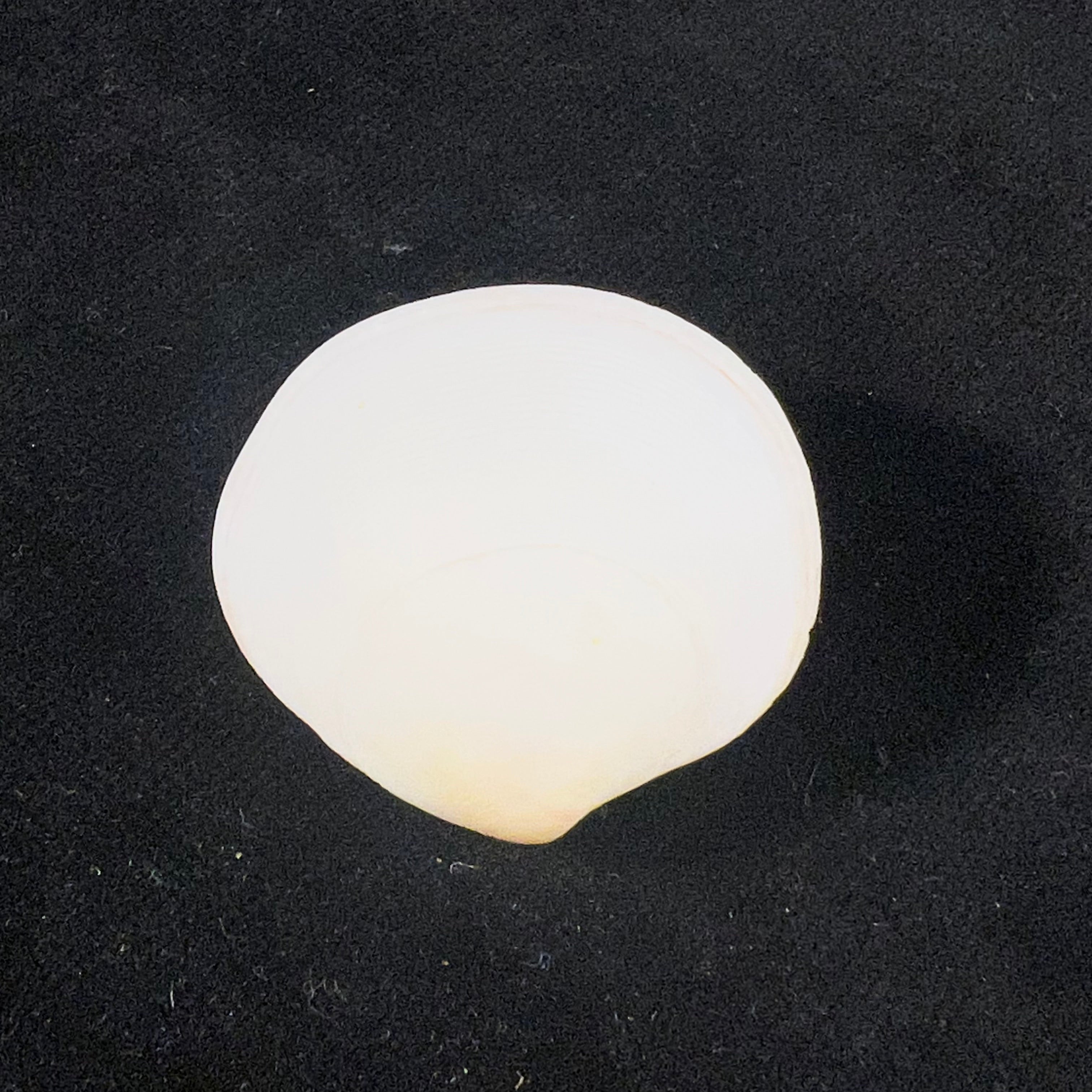 Semele proficua (Pulteney, 1799) - 32,7mm