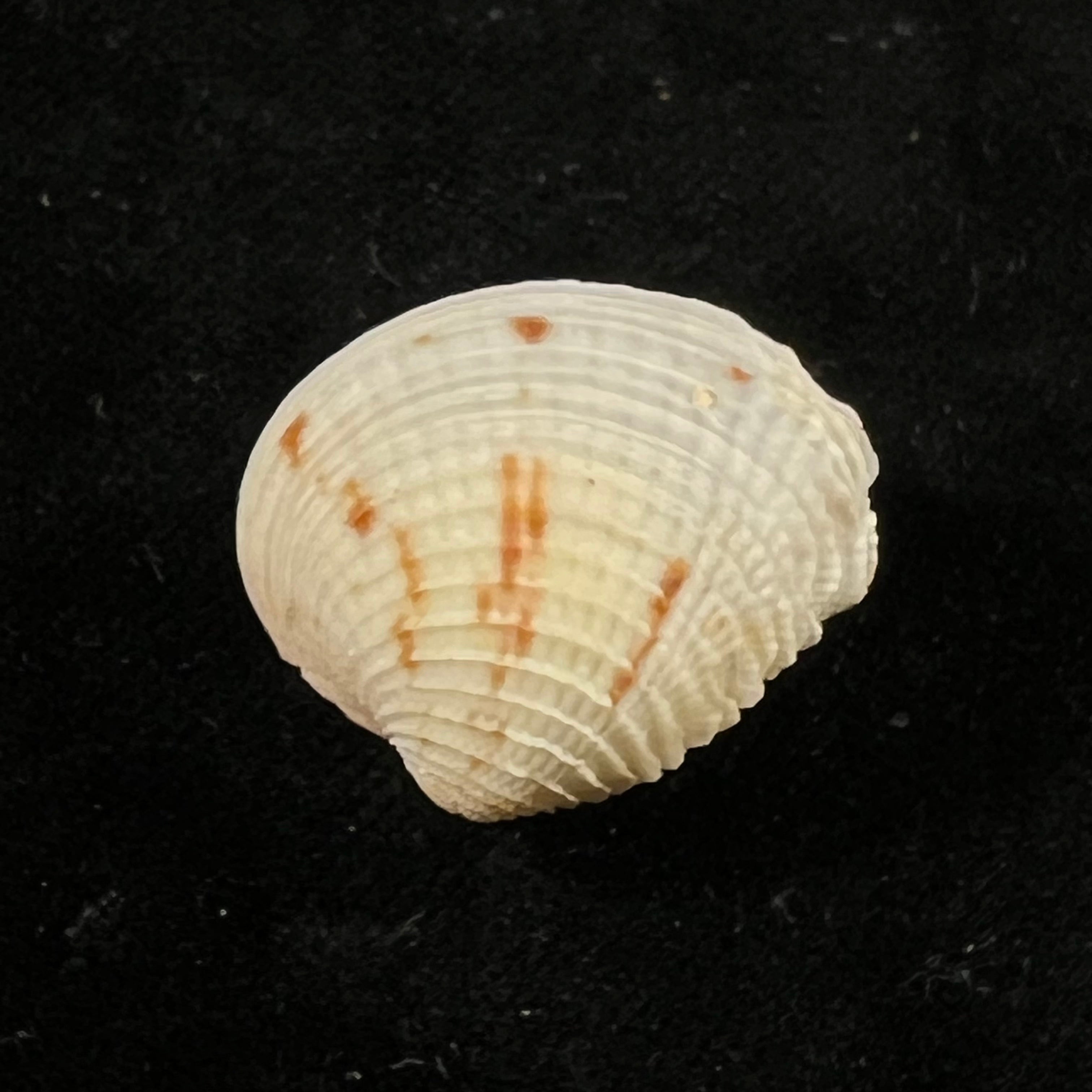 Chione cancellata (Linnaeus, 1758) - 24mm