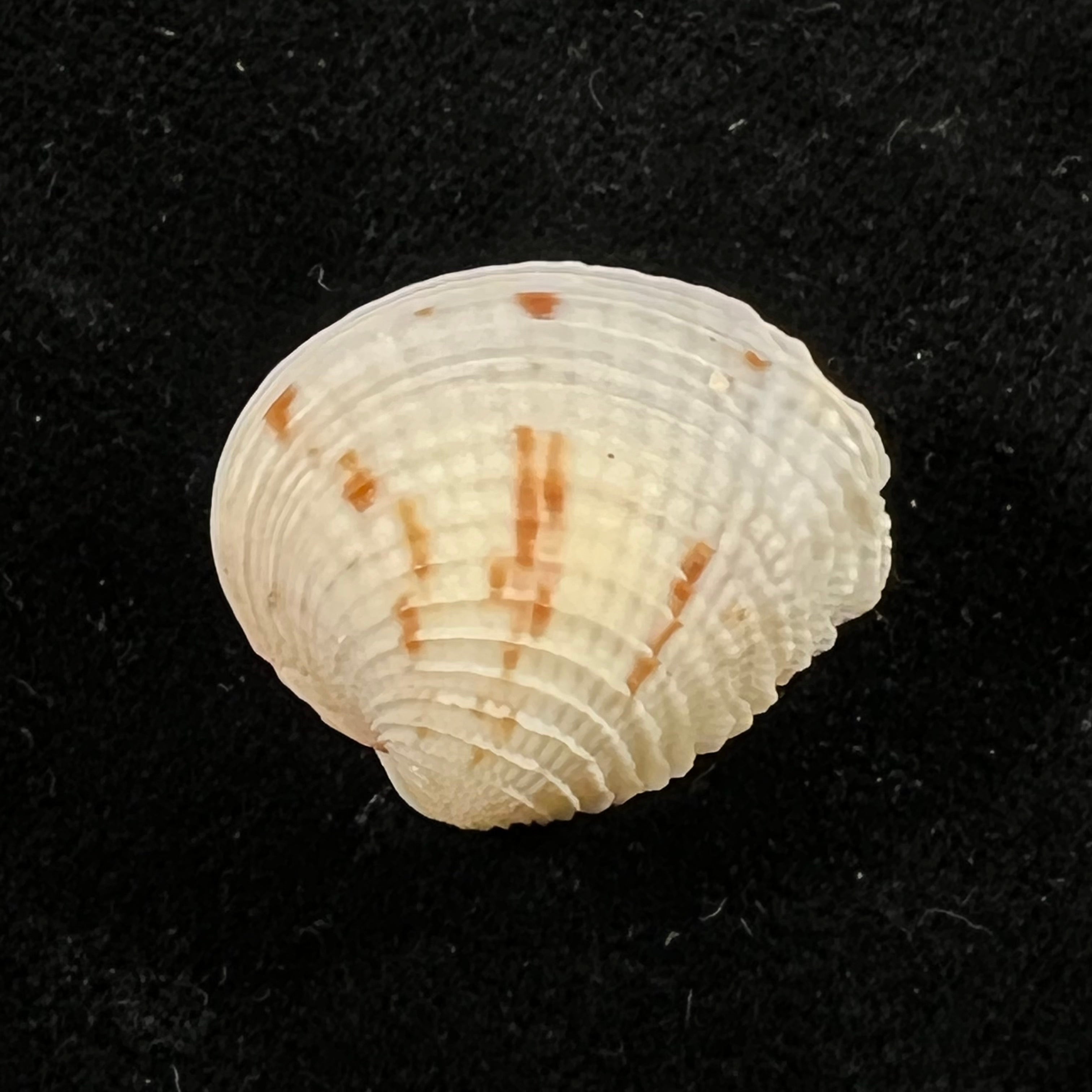 Chione cancellata (Linnaeus, 1758) - 24mm