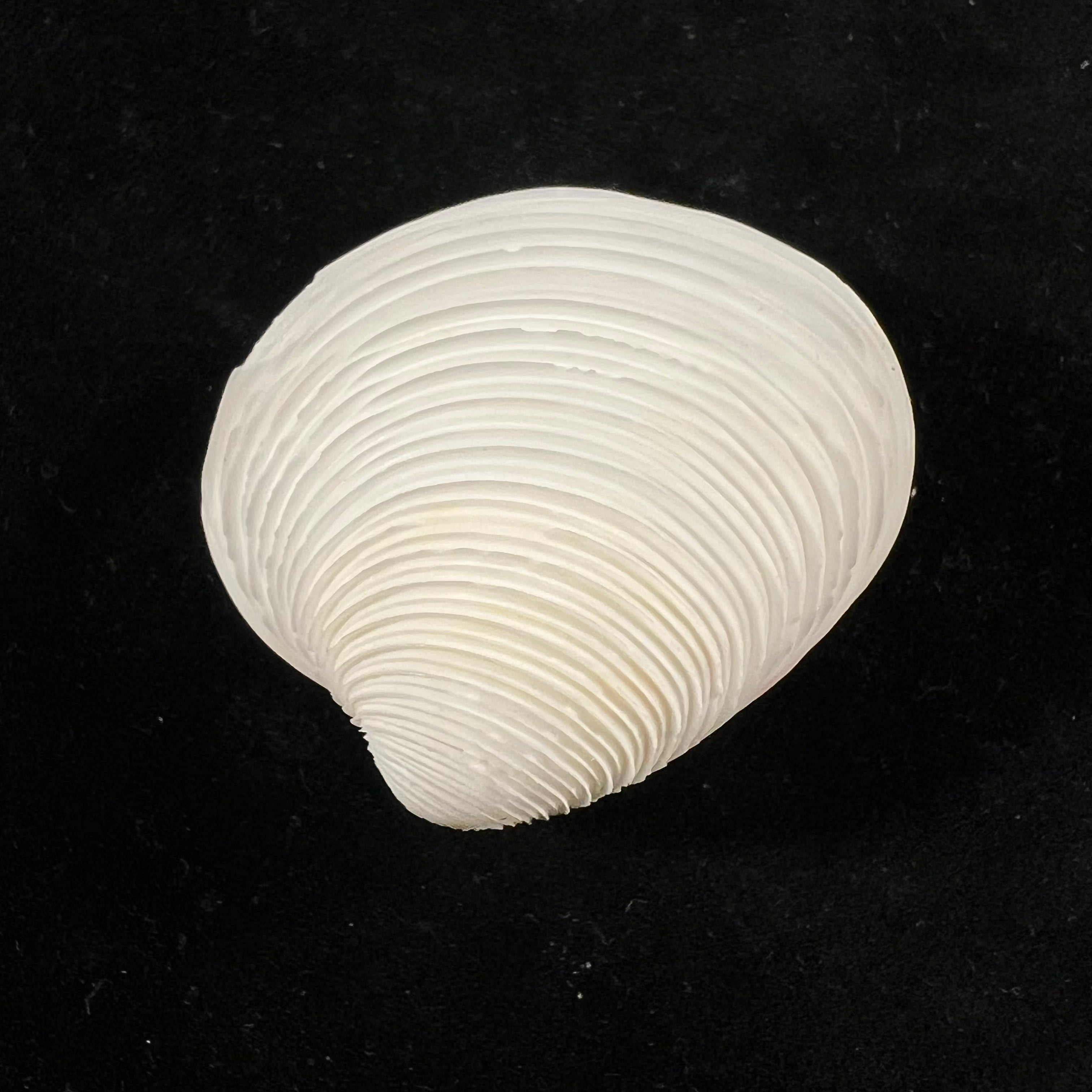 Lamelliconcha circinata (Born, 1778) - 40,1mm