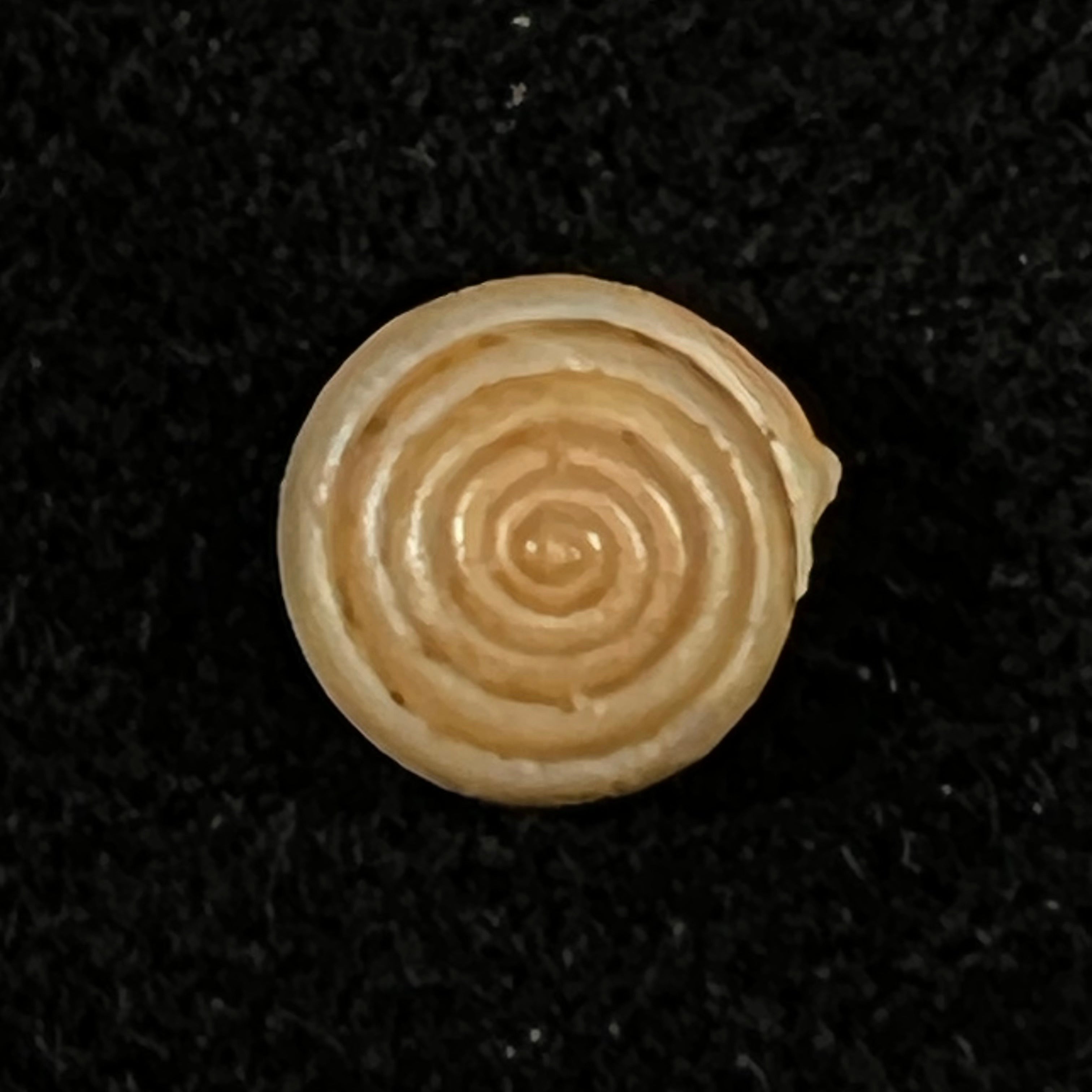 Perforatella bidentata (Gmelin, 1791) - 7,7mm