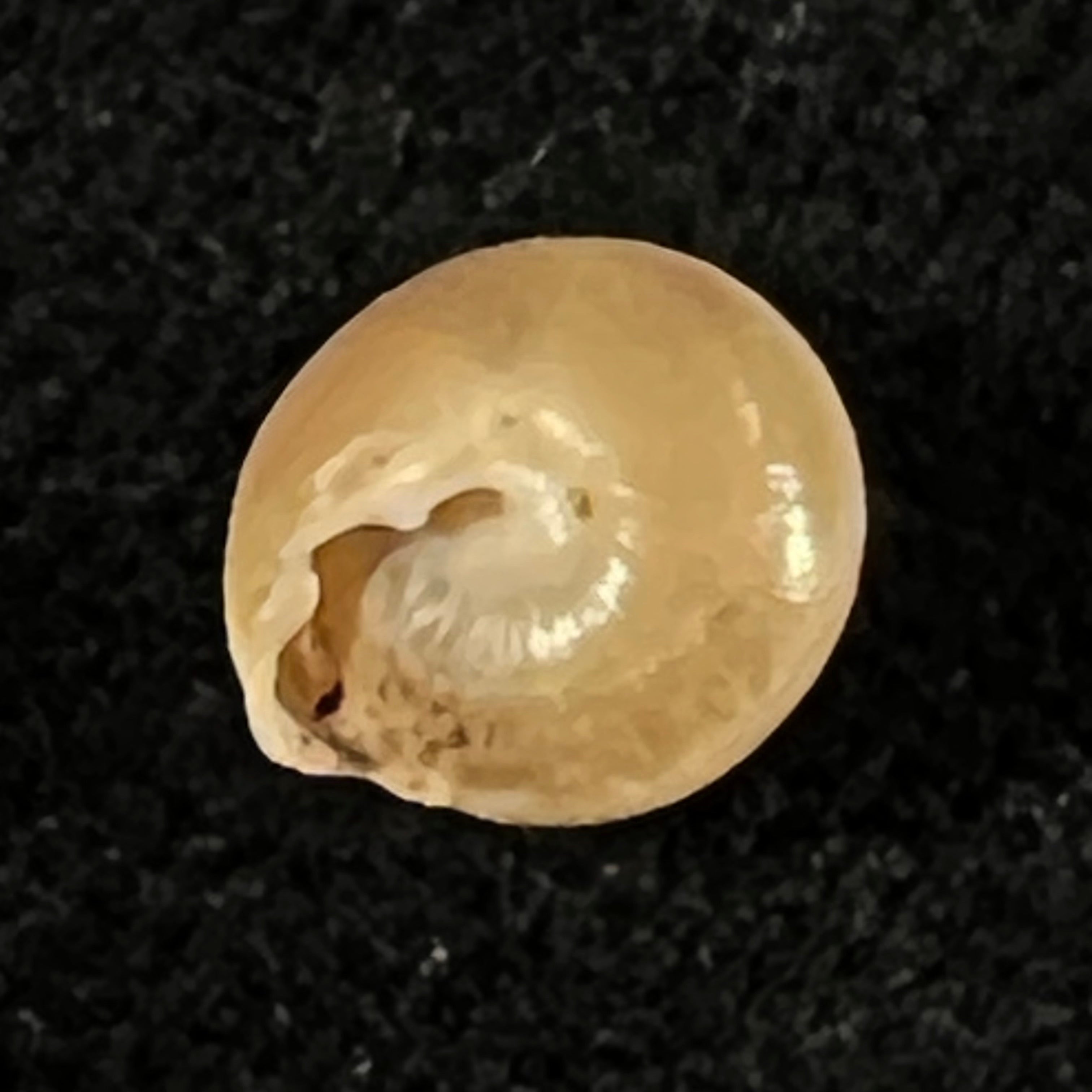 Perforatella bidentata (Gmelin, 1791) - 7,7mm