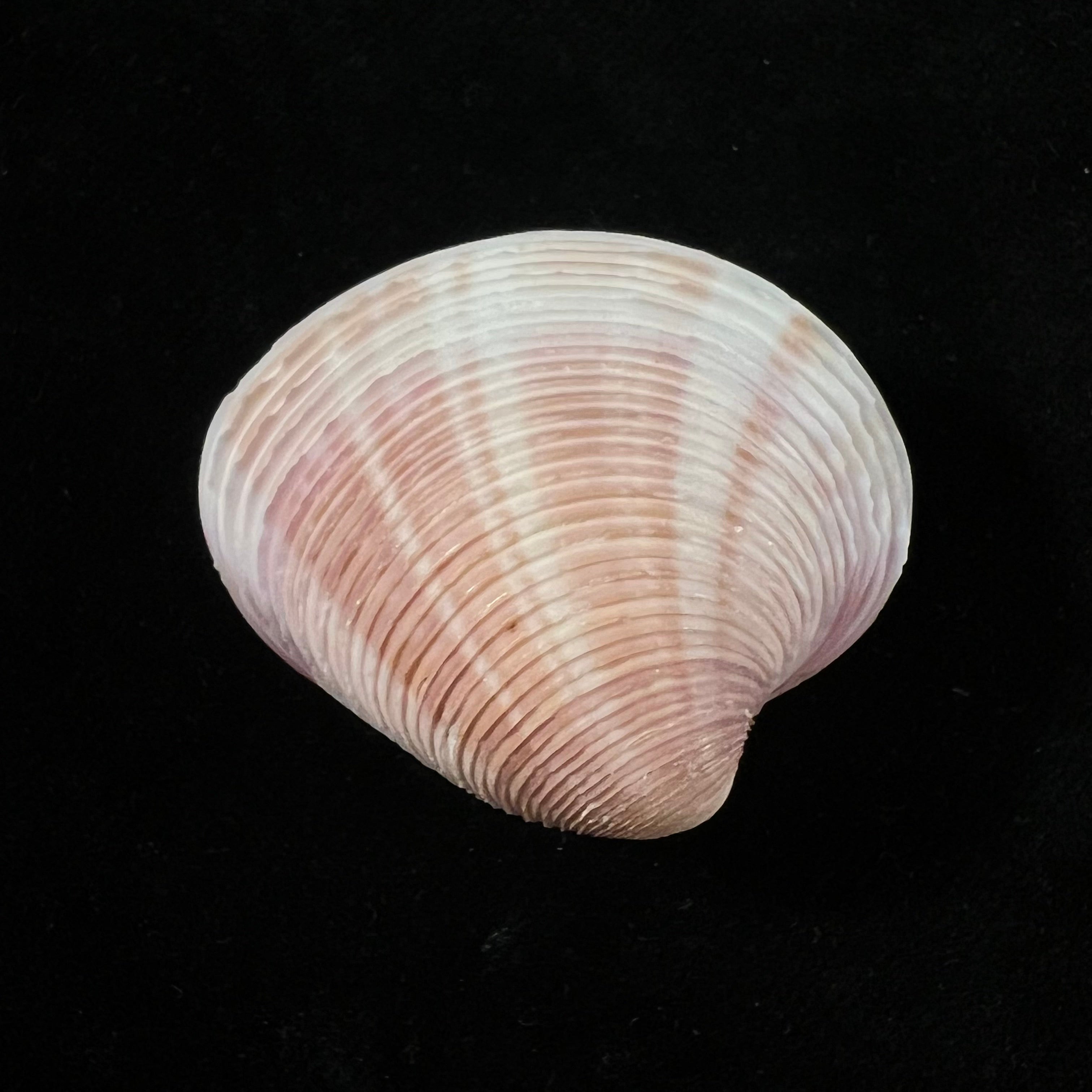 Lamelliconcha circinata (Born, 1778) - 39,6mm