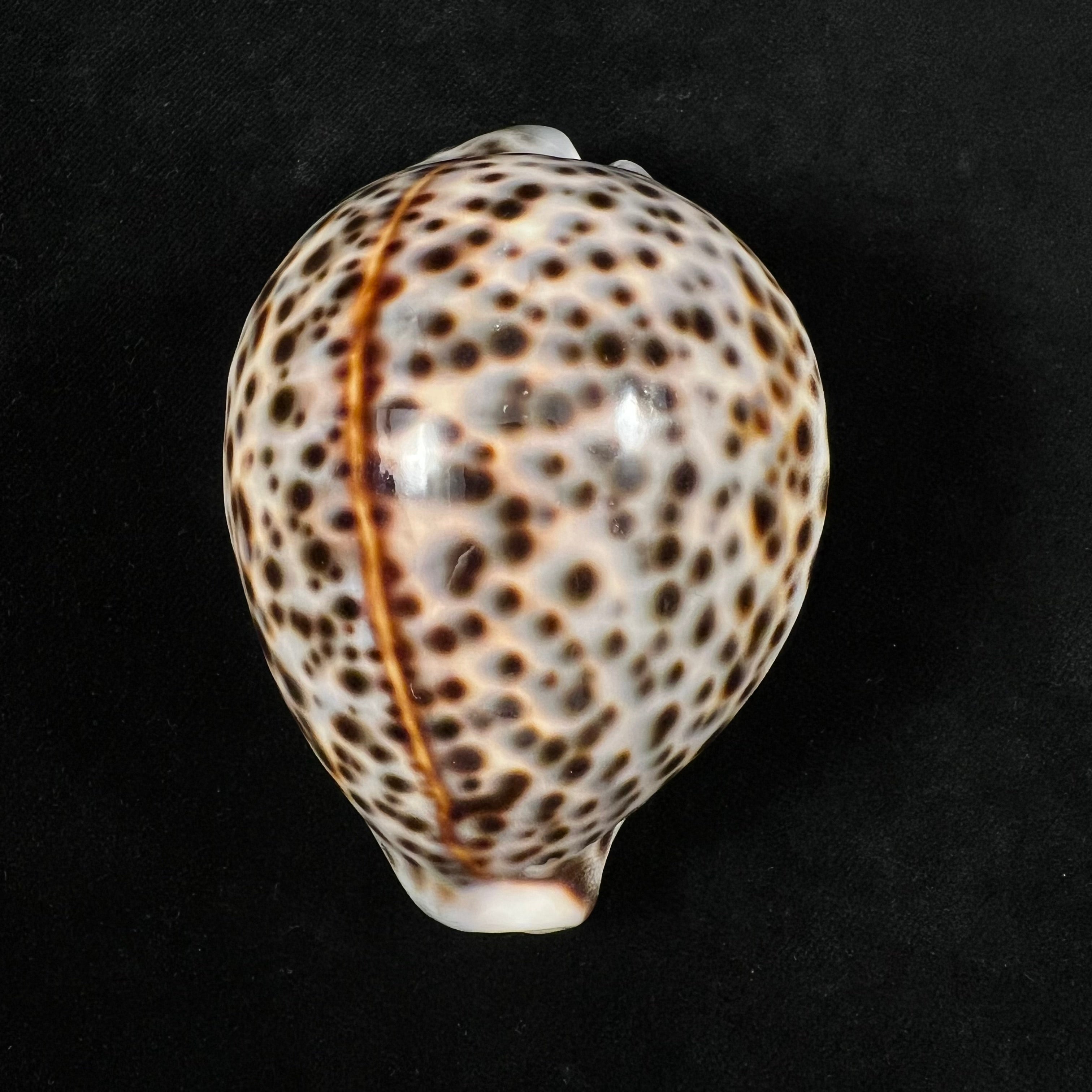 Cypraea tigris Linnaeus, 1758 - 88,2mm
