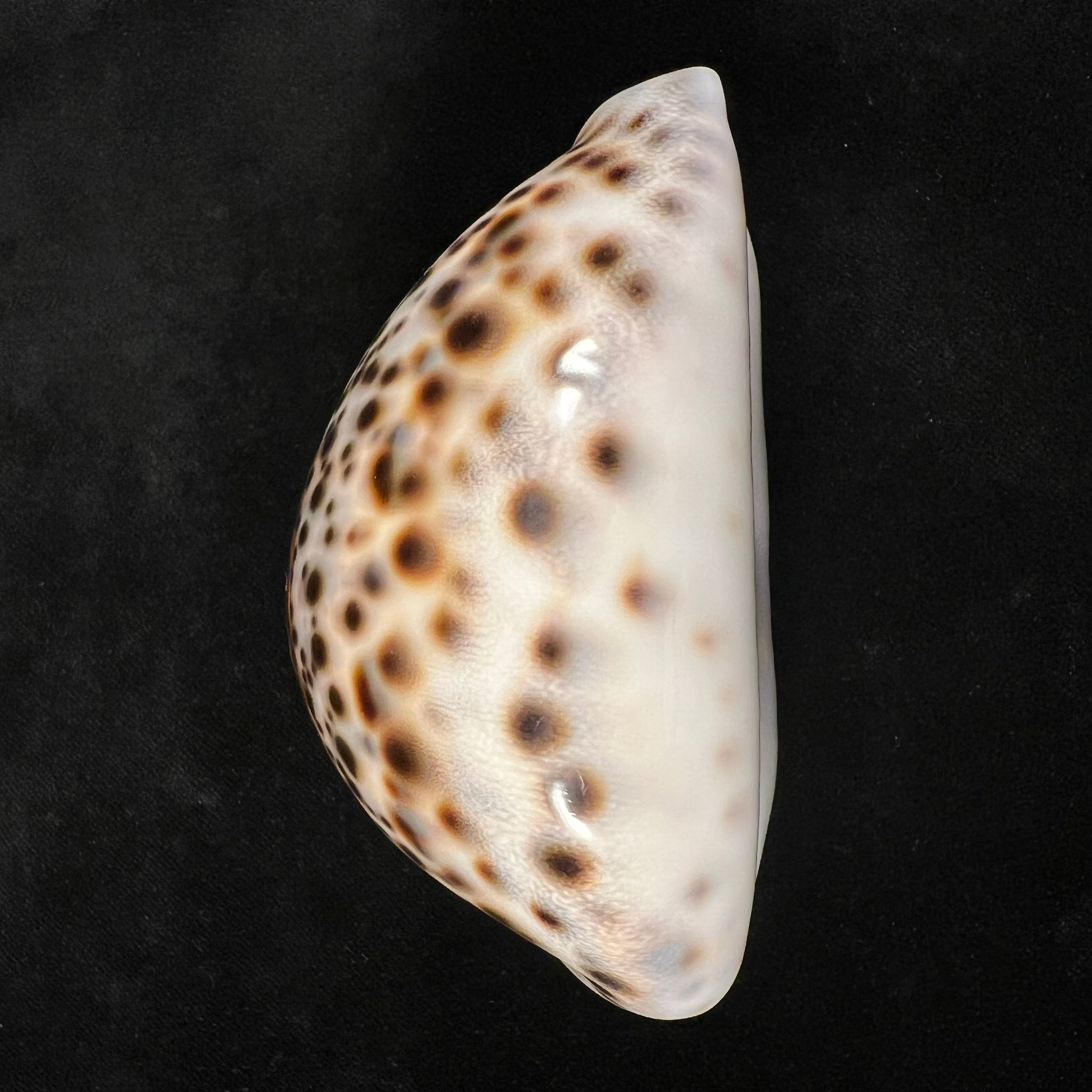 Cypraea tigris Linnaeus, 1758 - 88,2mm