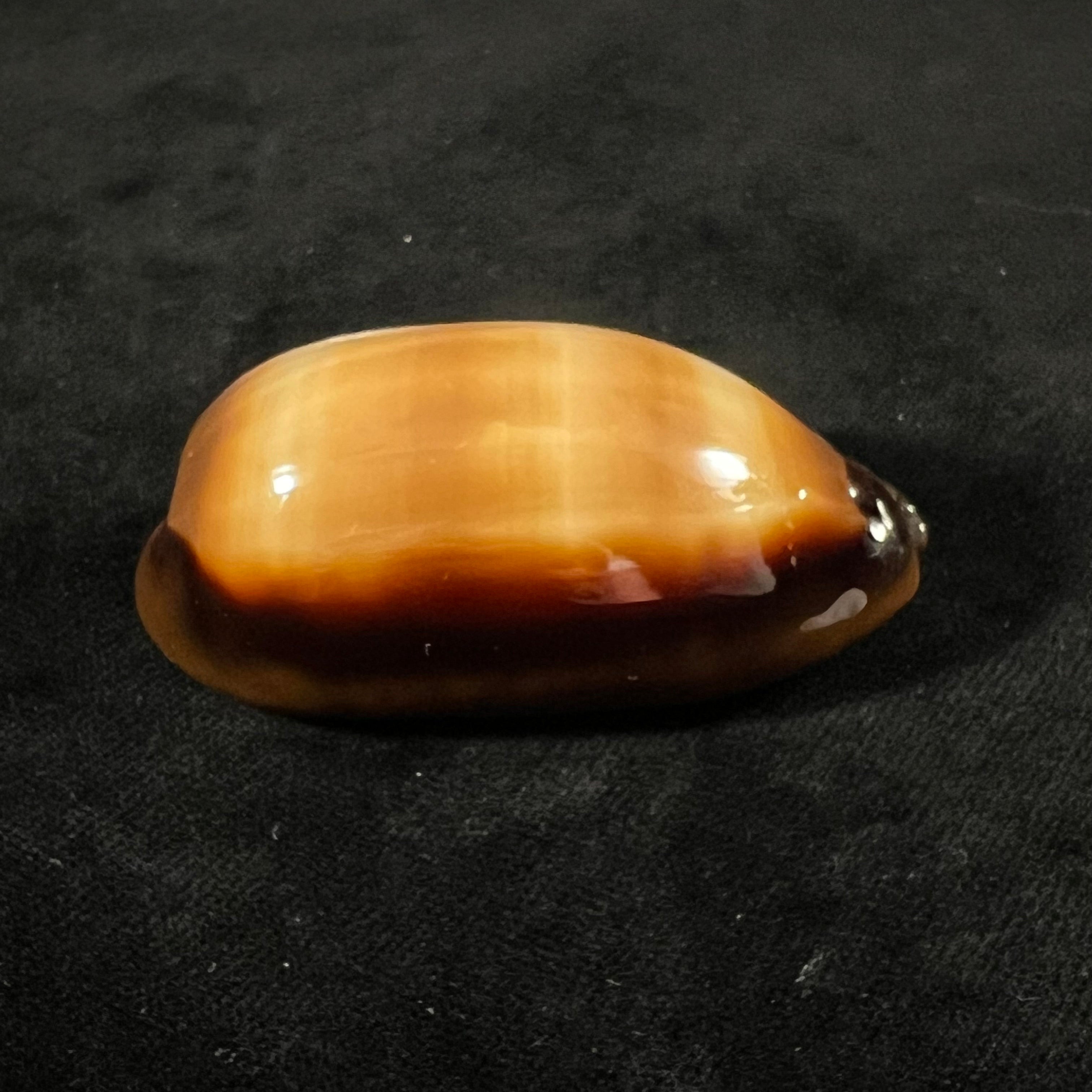 Talparia talpa talpa (Linnaeus, 1758) - 60,8mm