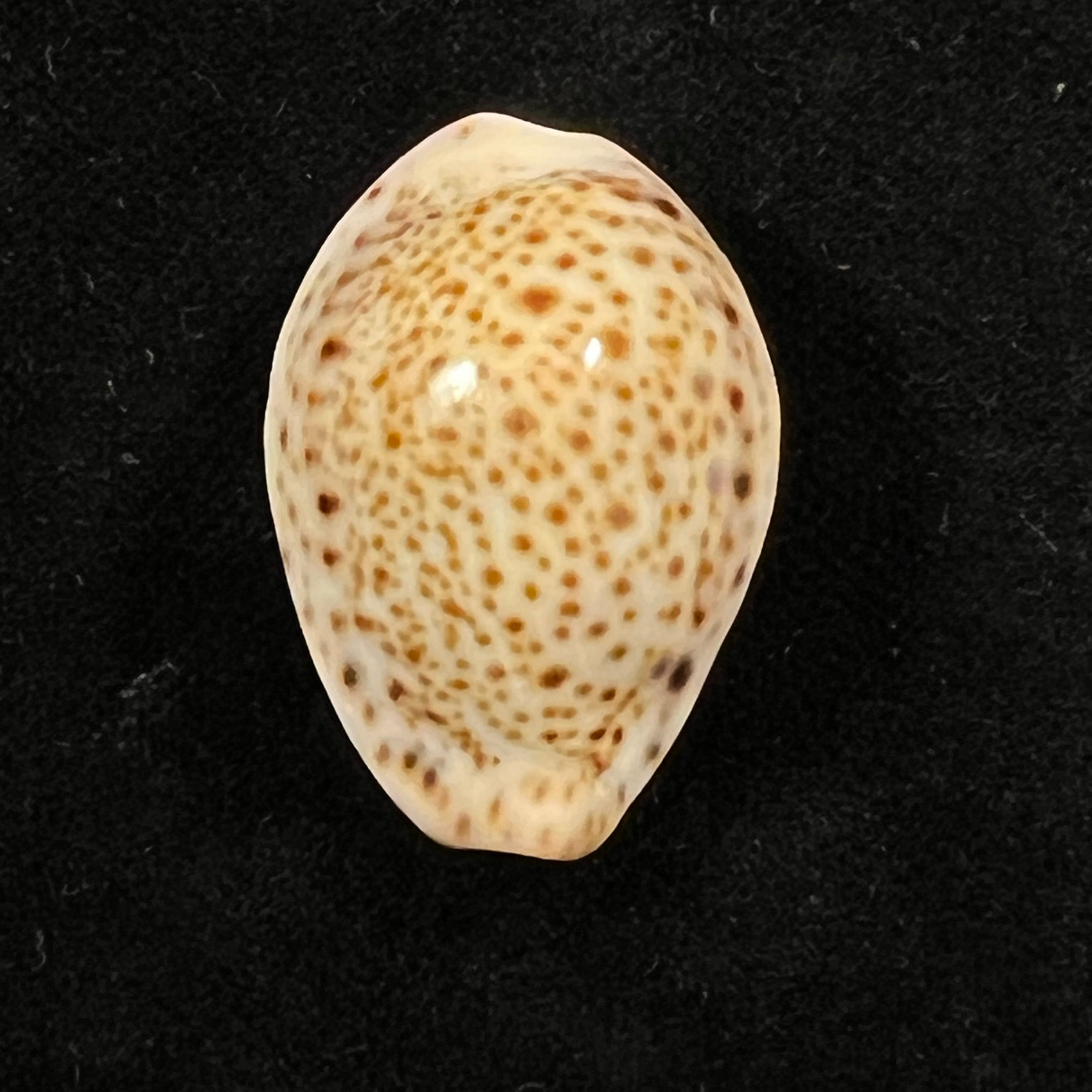 Erosaria lamarckii redimita (Melvill, 1888) - 29,8mm
