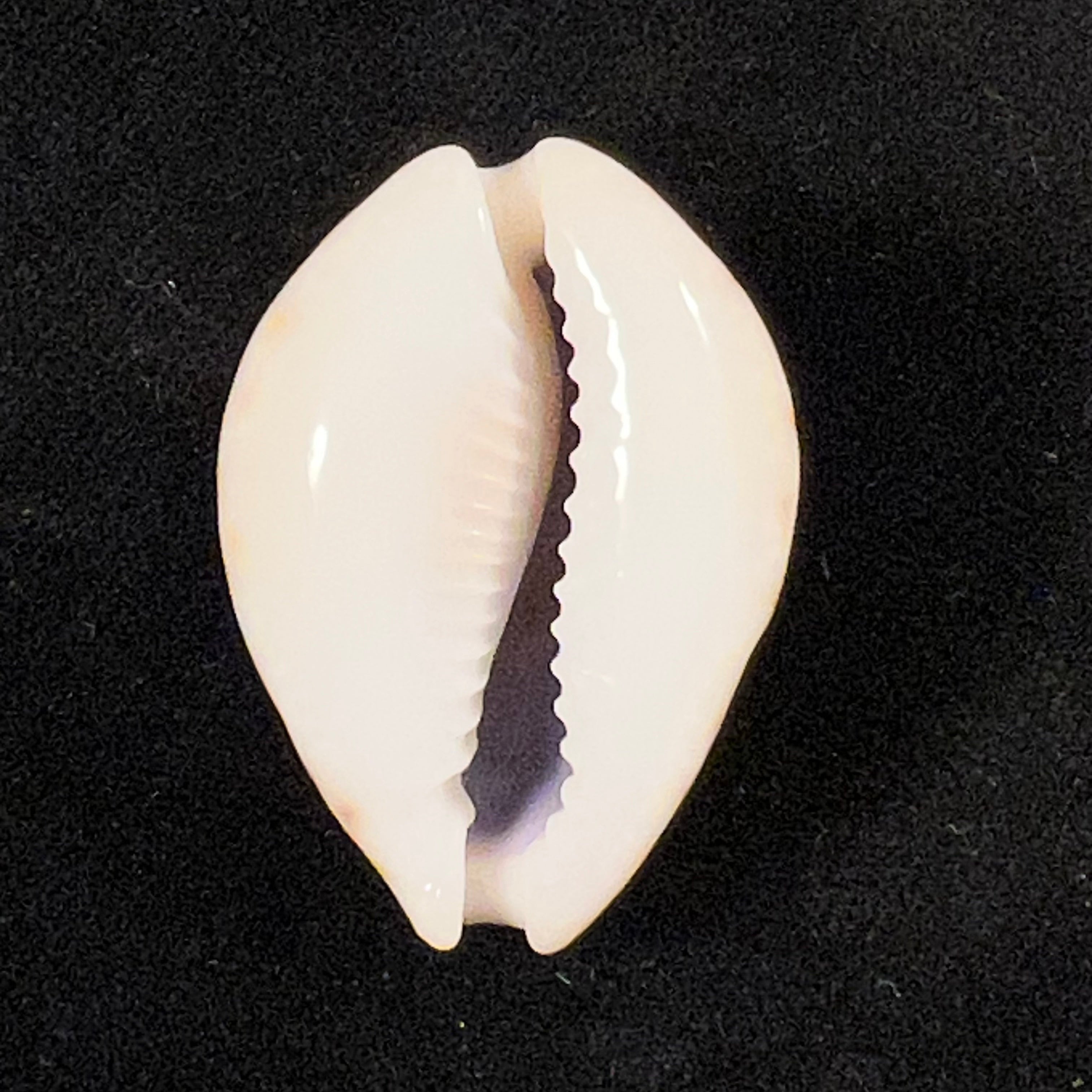 Erosaria turdus winckworthi F. A. Schilder & M. Schilder, 1938 - 34,2mm