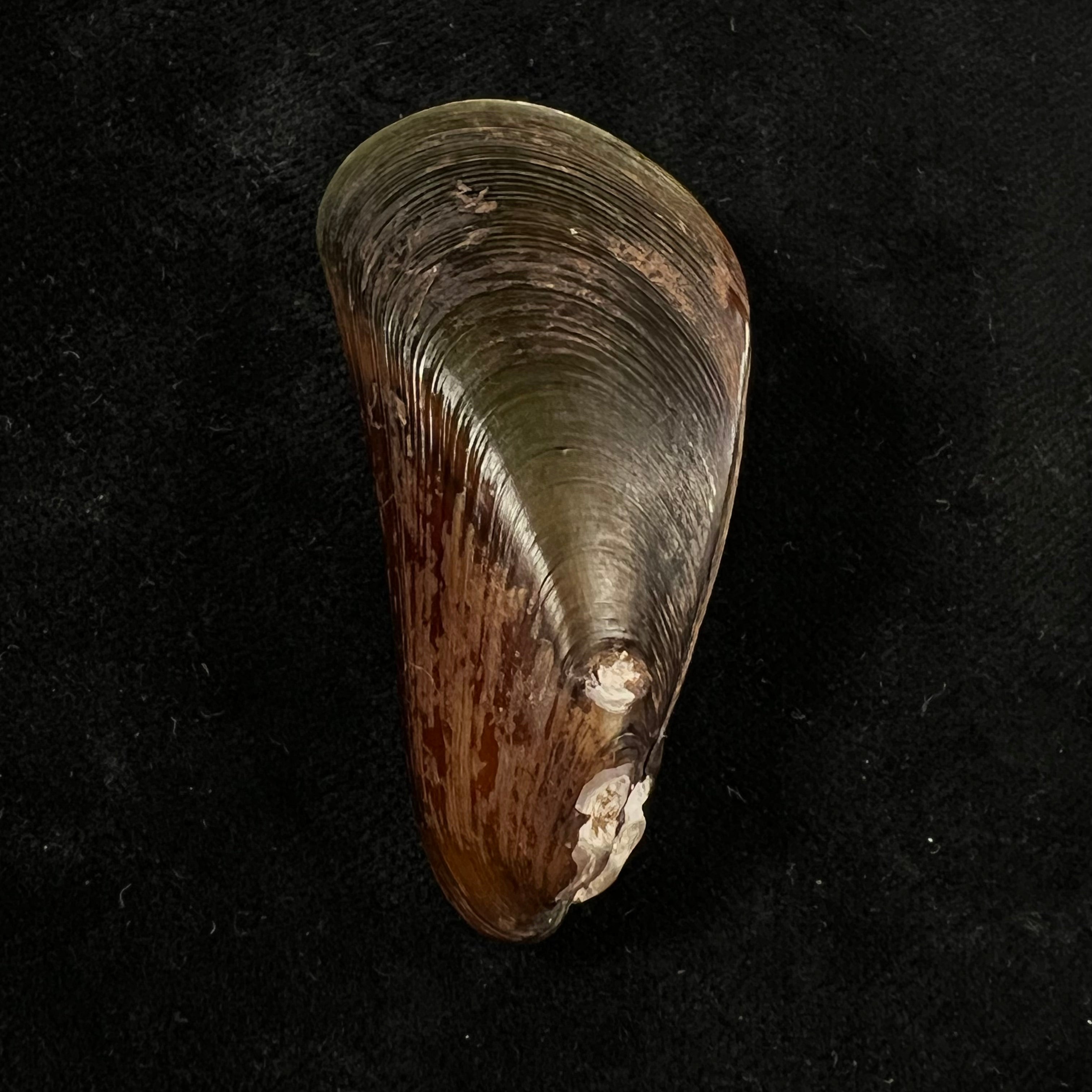 Mytella charruana (d'Orbigny, 1842) - 56,1mm