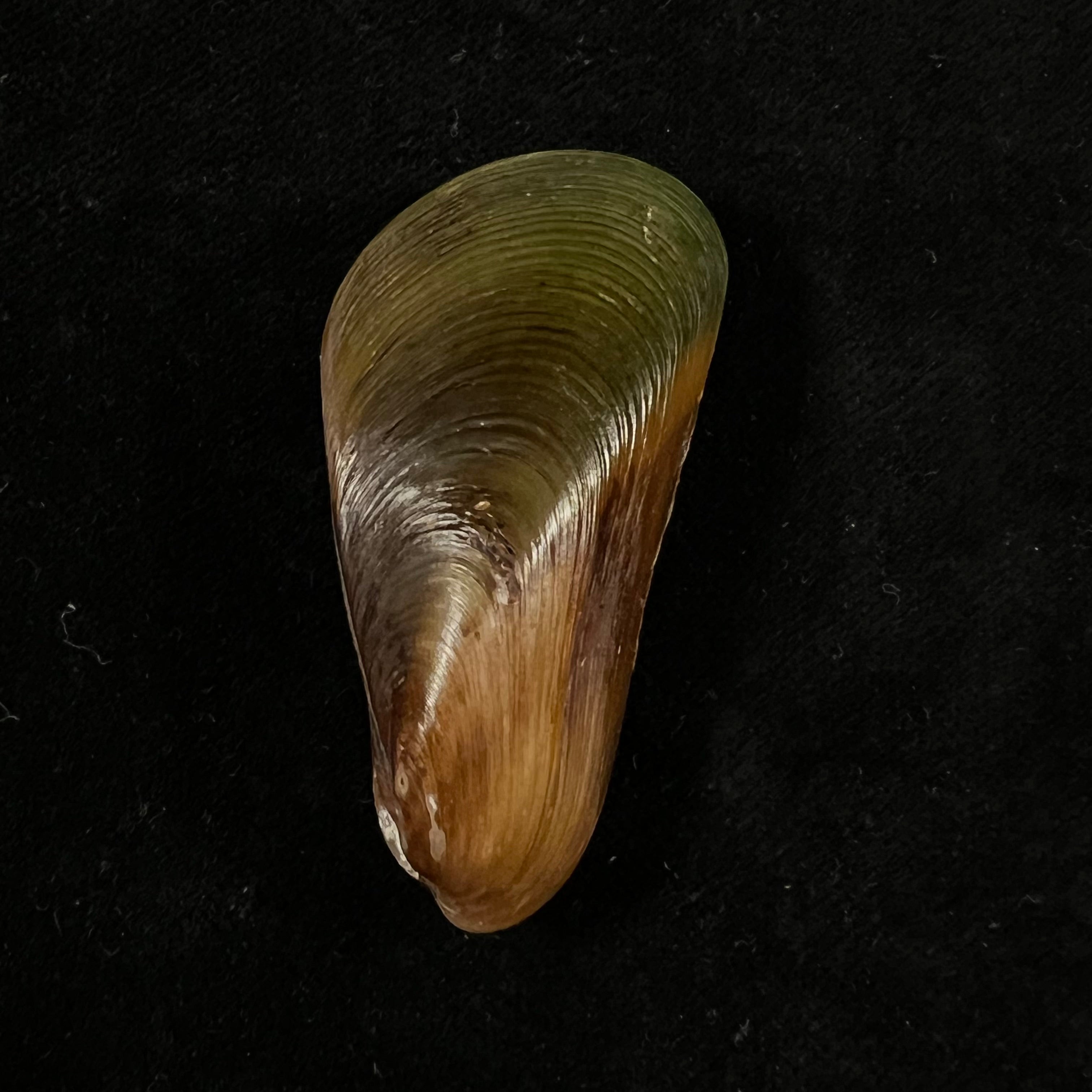 Mytella charruana (d'Orbigny, 1842) - 49,4mm