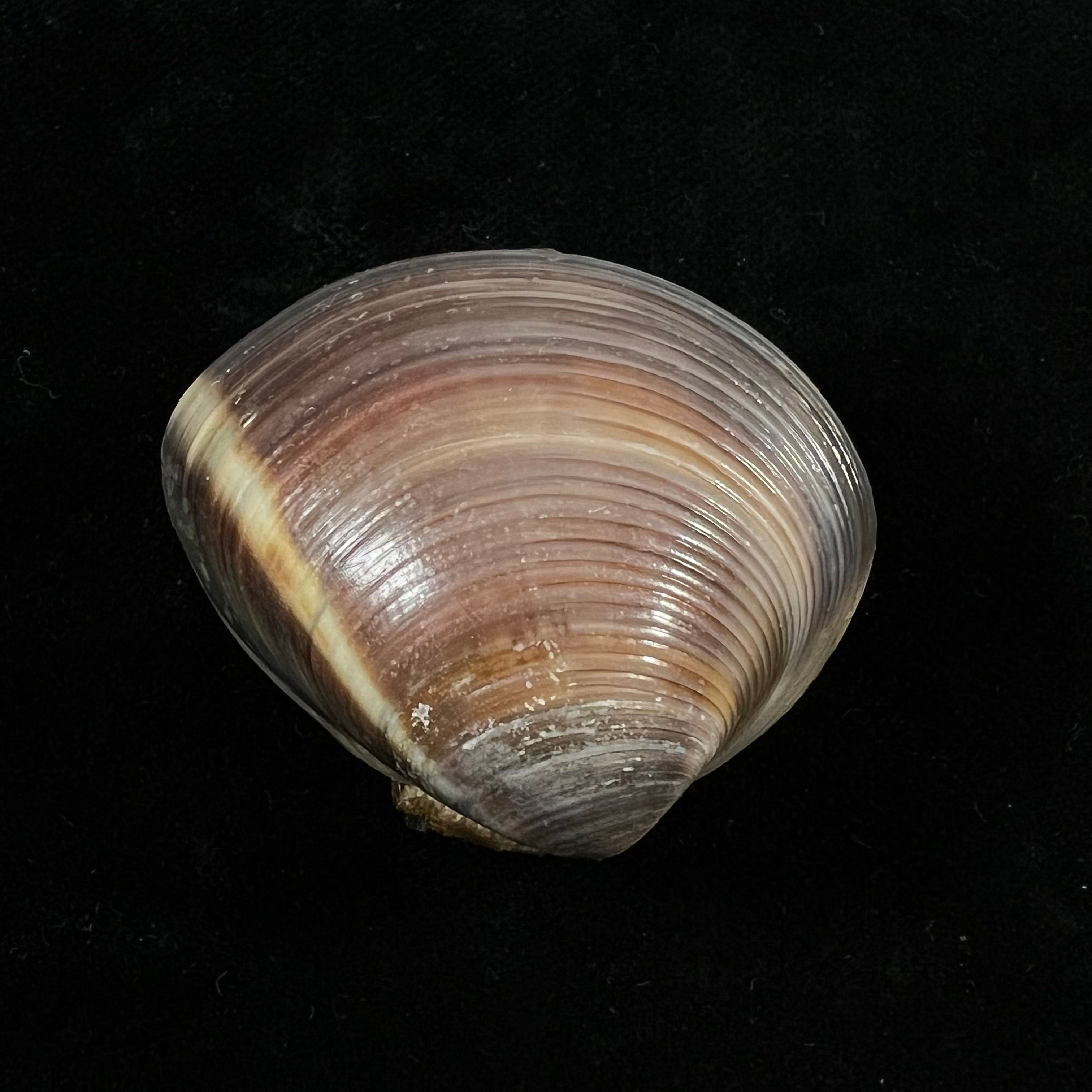 Meretrix lyrata (G. B. Sowerby II, 1851) - 42,2mm