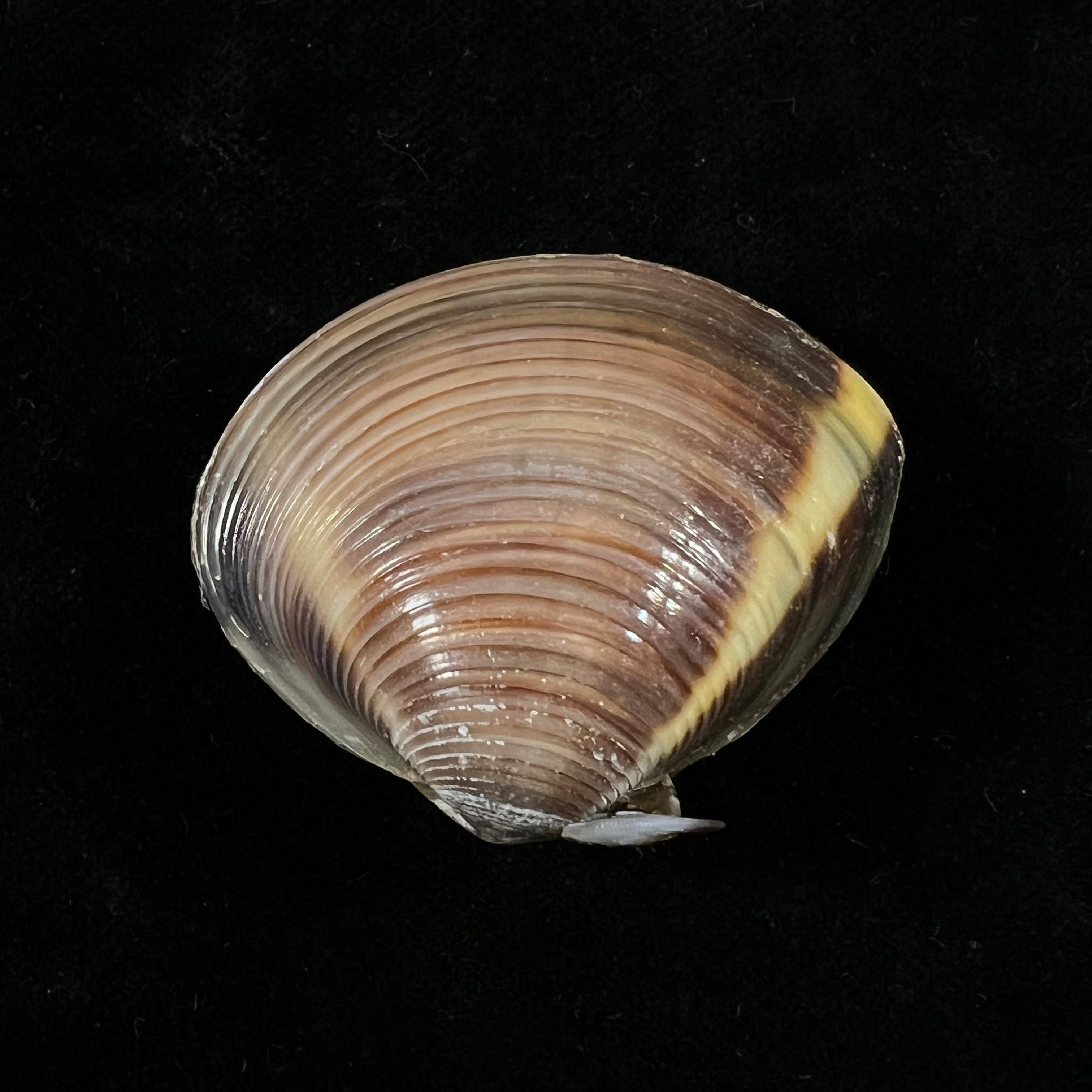 Meretrix lyrata (G. B. Sowerby II, 1851) - 37mm