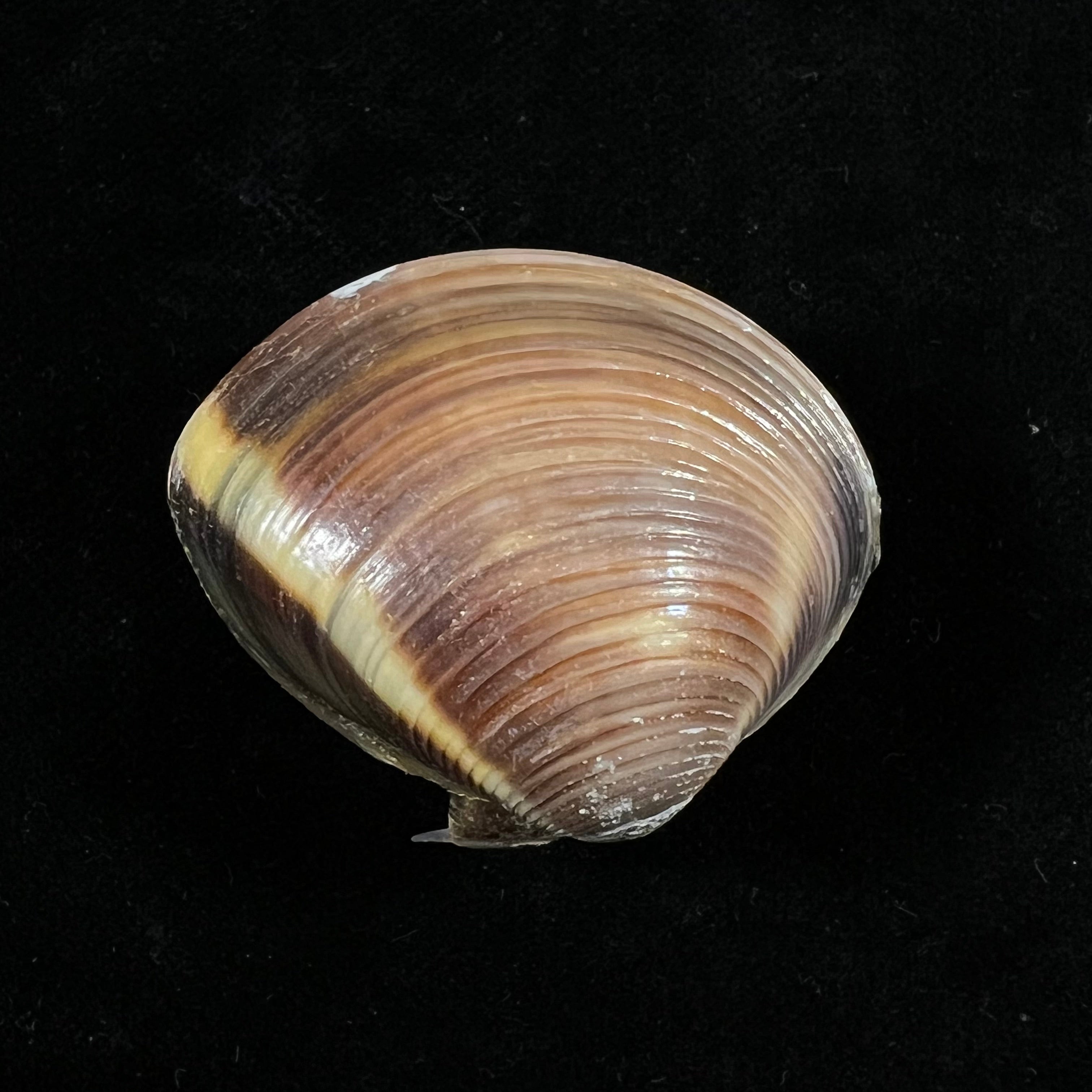 Meretrix lyrata (G. B. Sowerby II, 1851) - 37mm