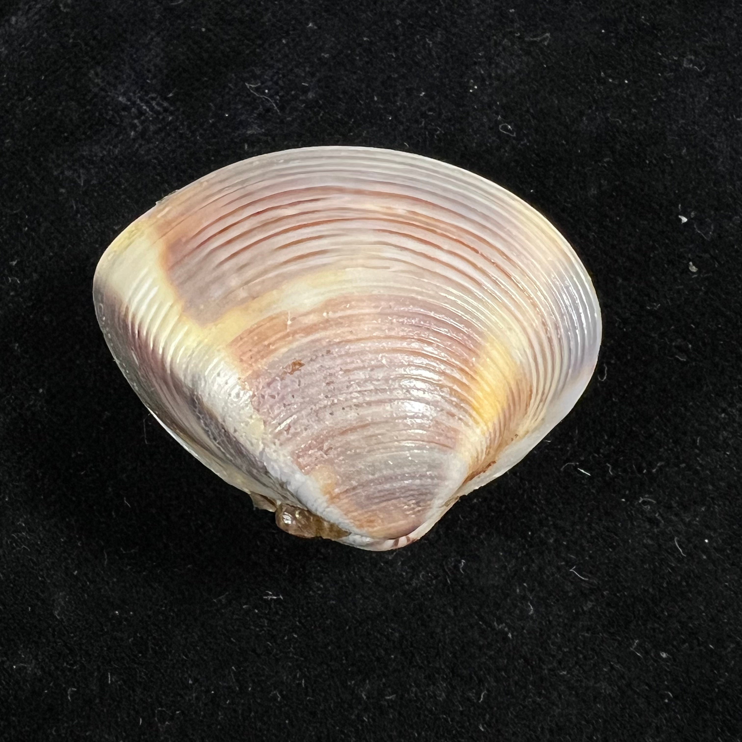 Meretrix lyrata (G. B. Sowerby II, 1851) - 37,7mm