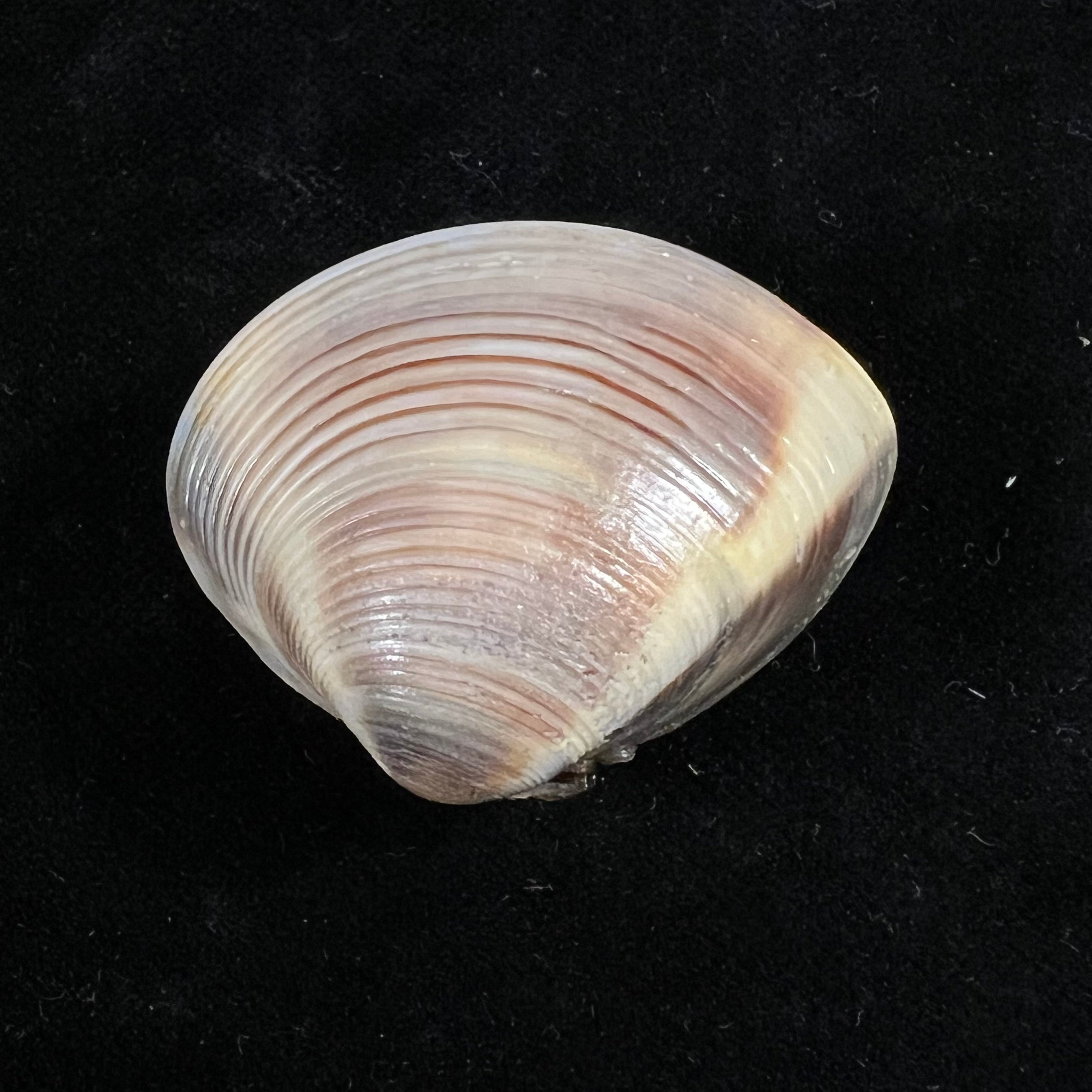 Meretrix lyrata (G. B. Sowerby II, 1851) - 37,7mm