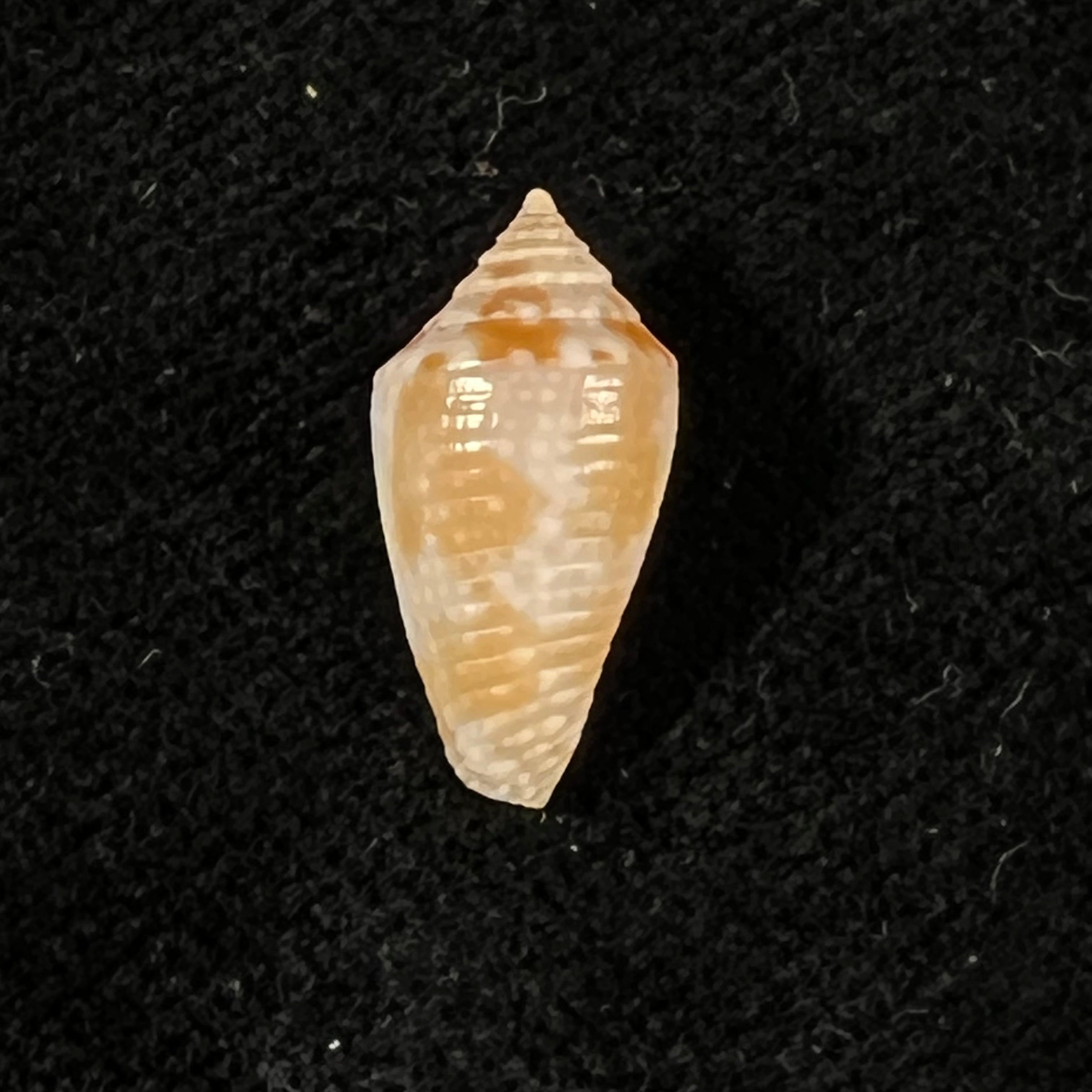 Conasprella josei Petuch & Berschauer, 2016 - 16,1mm