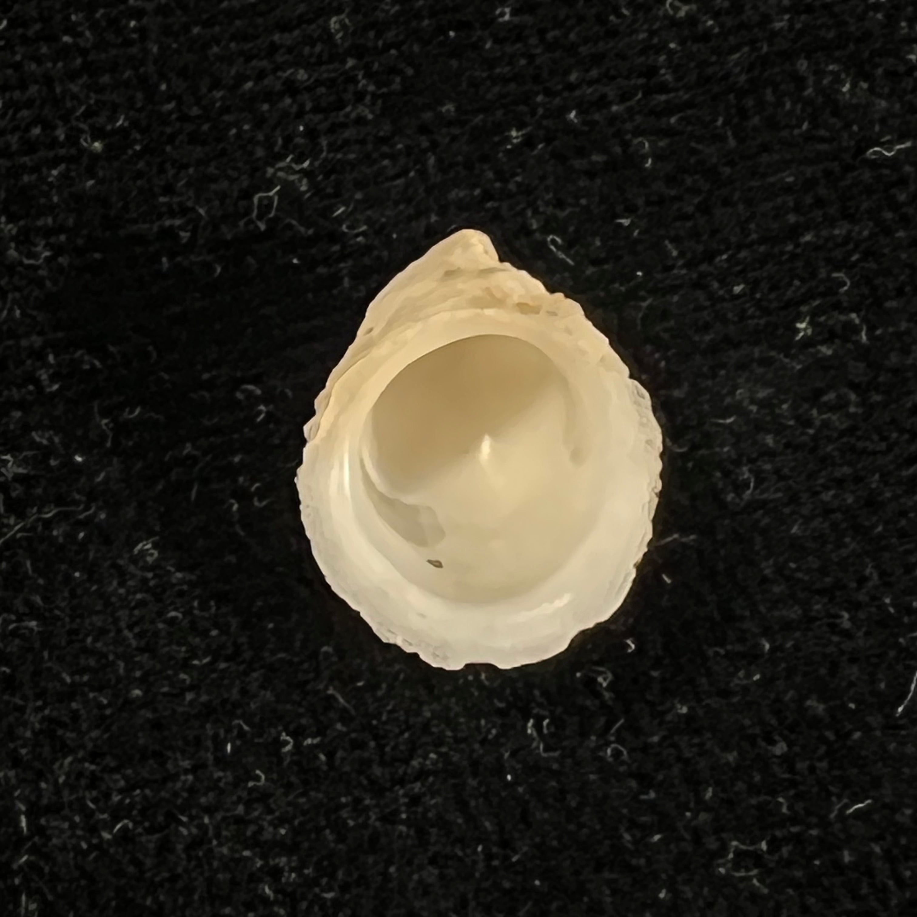 Hipponix leptus Simone, 2002 - 15mm