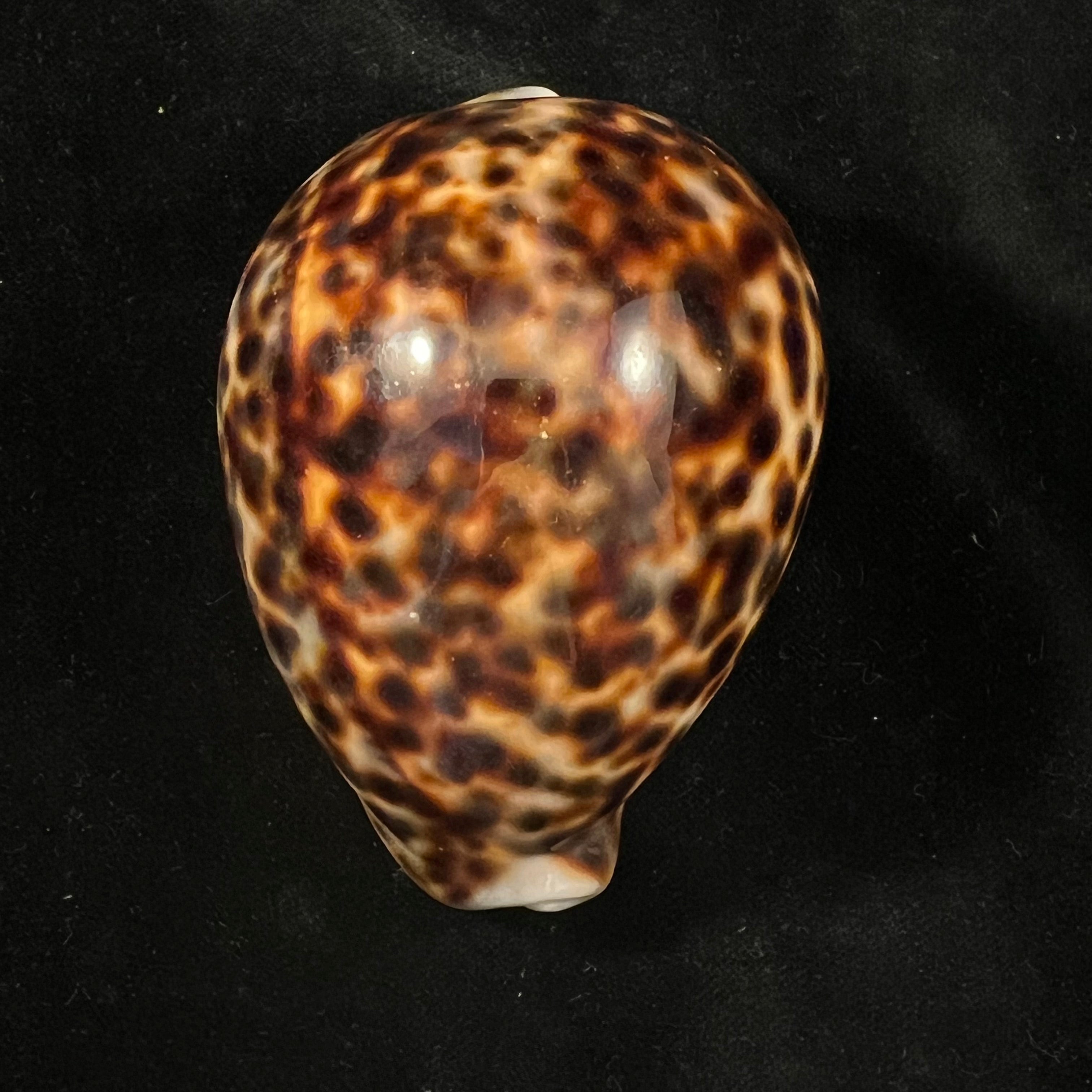 Cypraea tigris Linnaeus, 1758 - 90mm