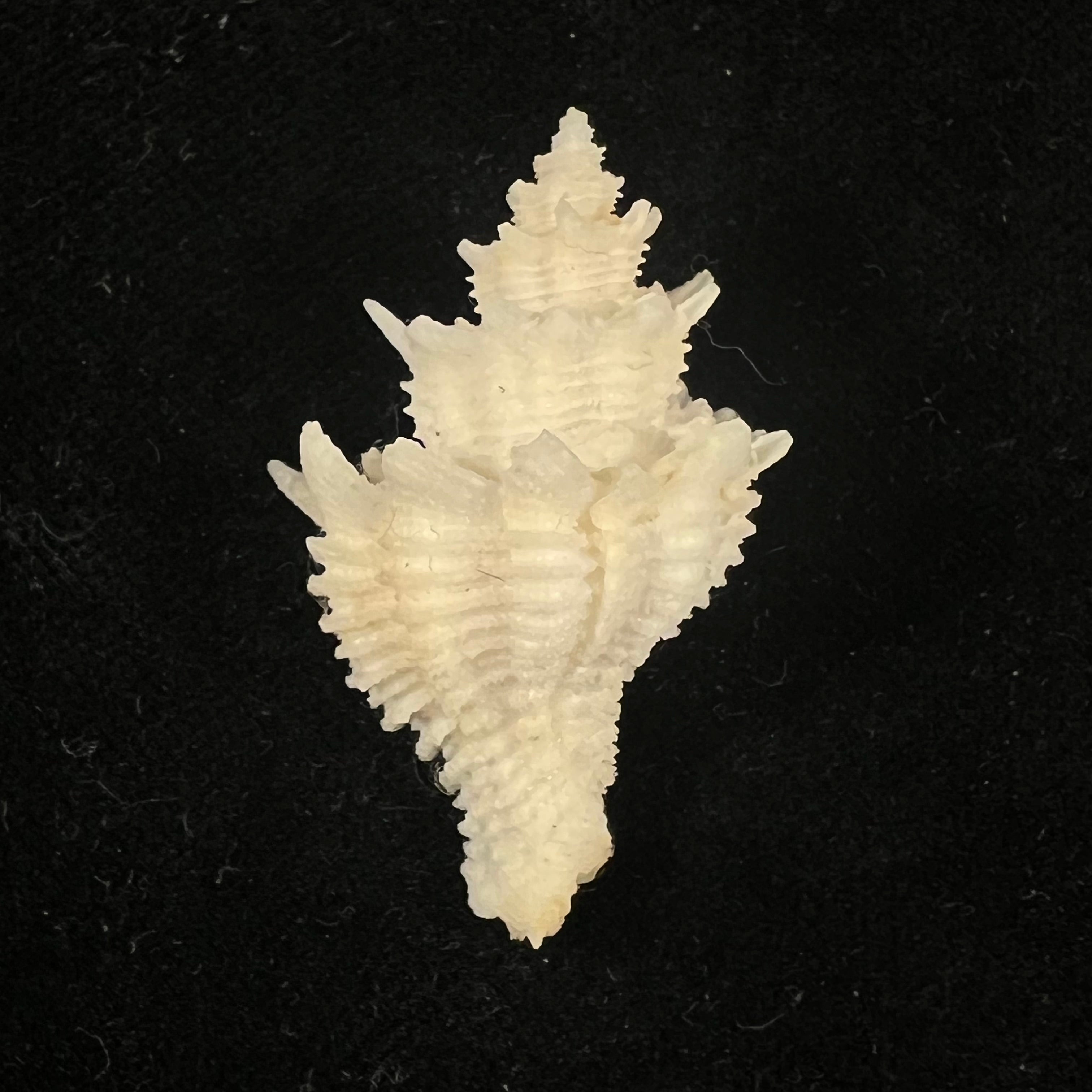 Babelomurex basilium (Penna-Neme & Leme, 1978) - 36,6mm