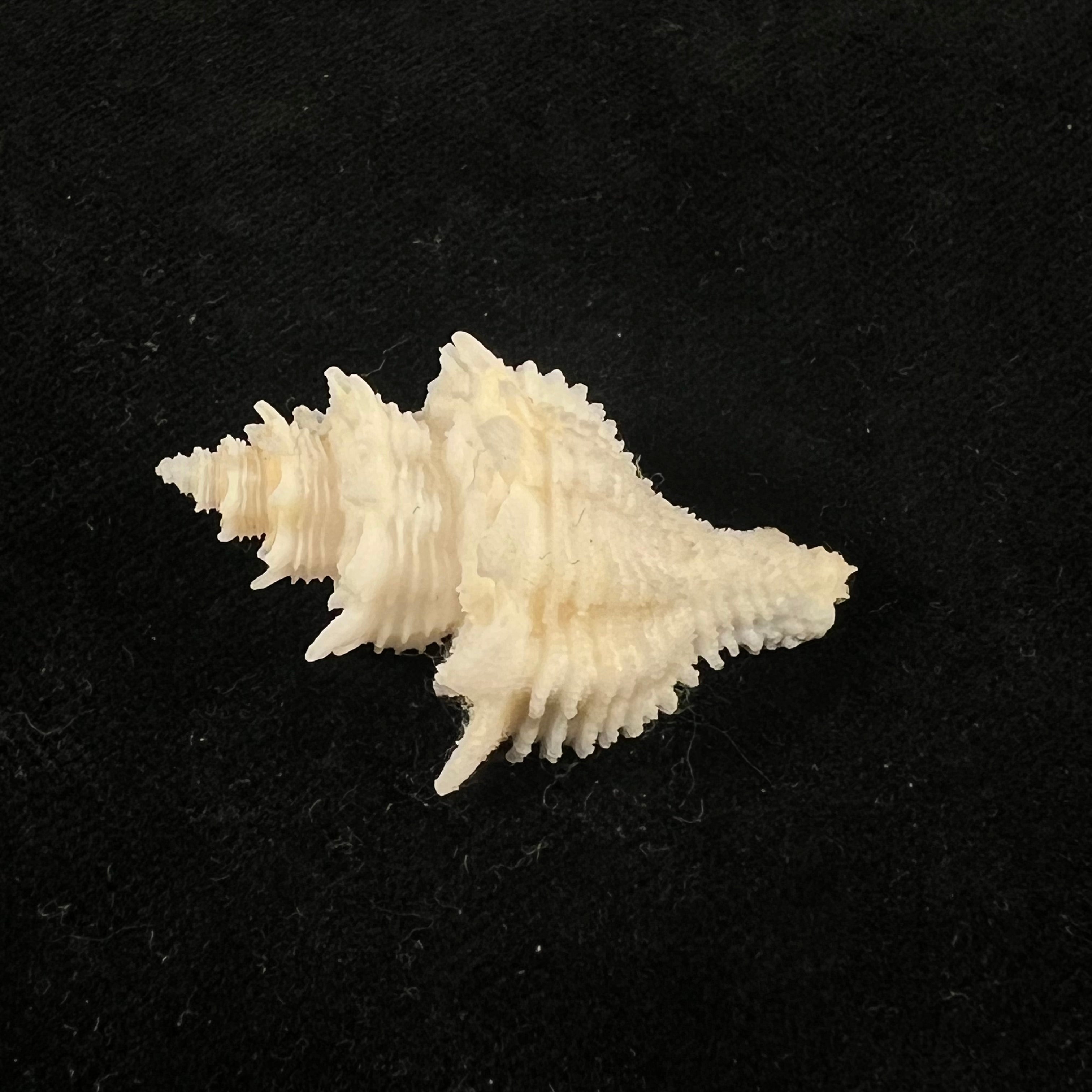 Babelomurex basilium (Penna-Neme & Leme, 1978) - 36,6mm