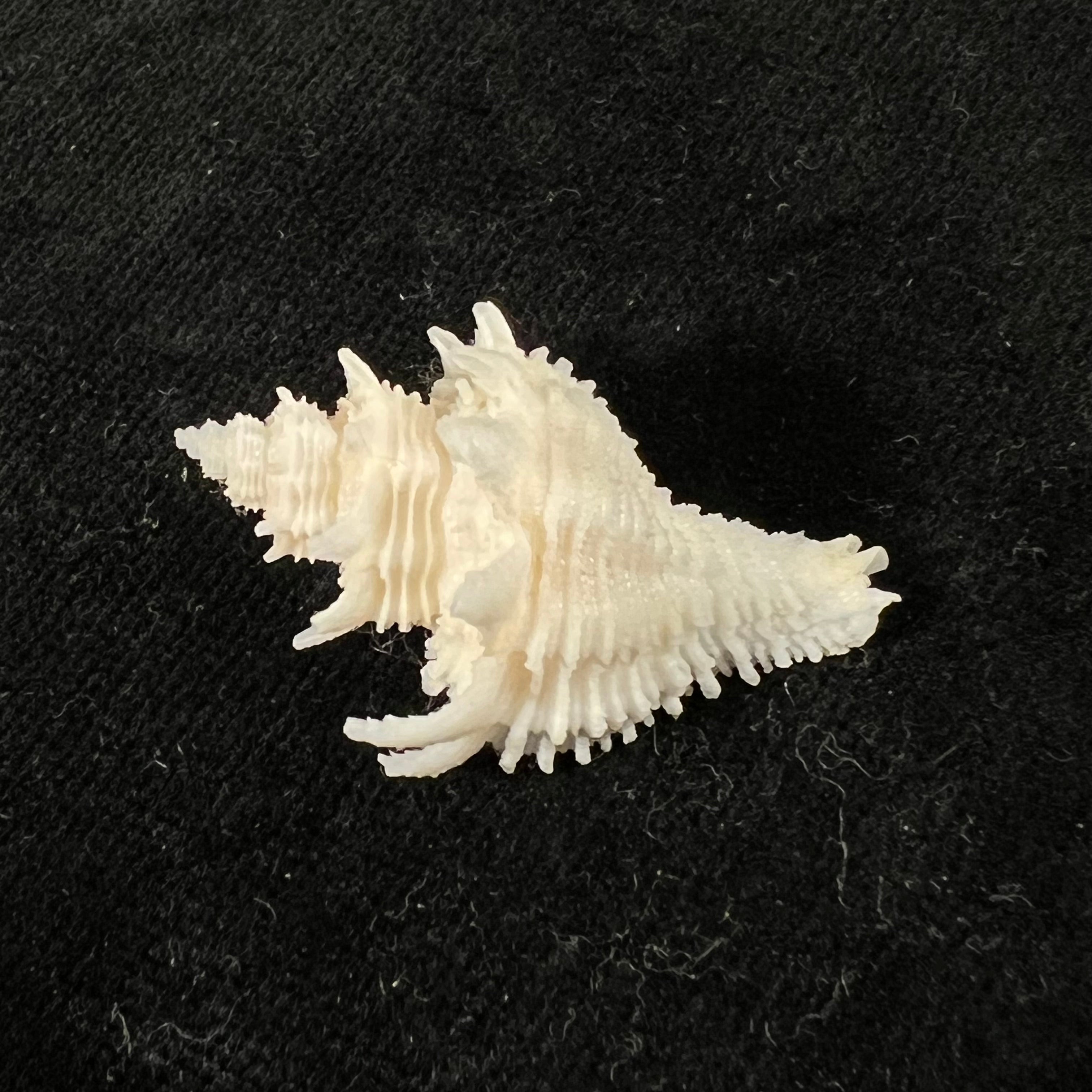 Babelomurex basilium (Penna-Neme & Leme, 1978) - 32,6mm