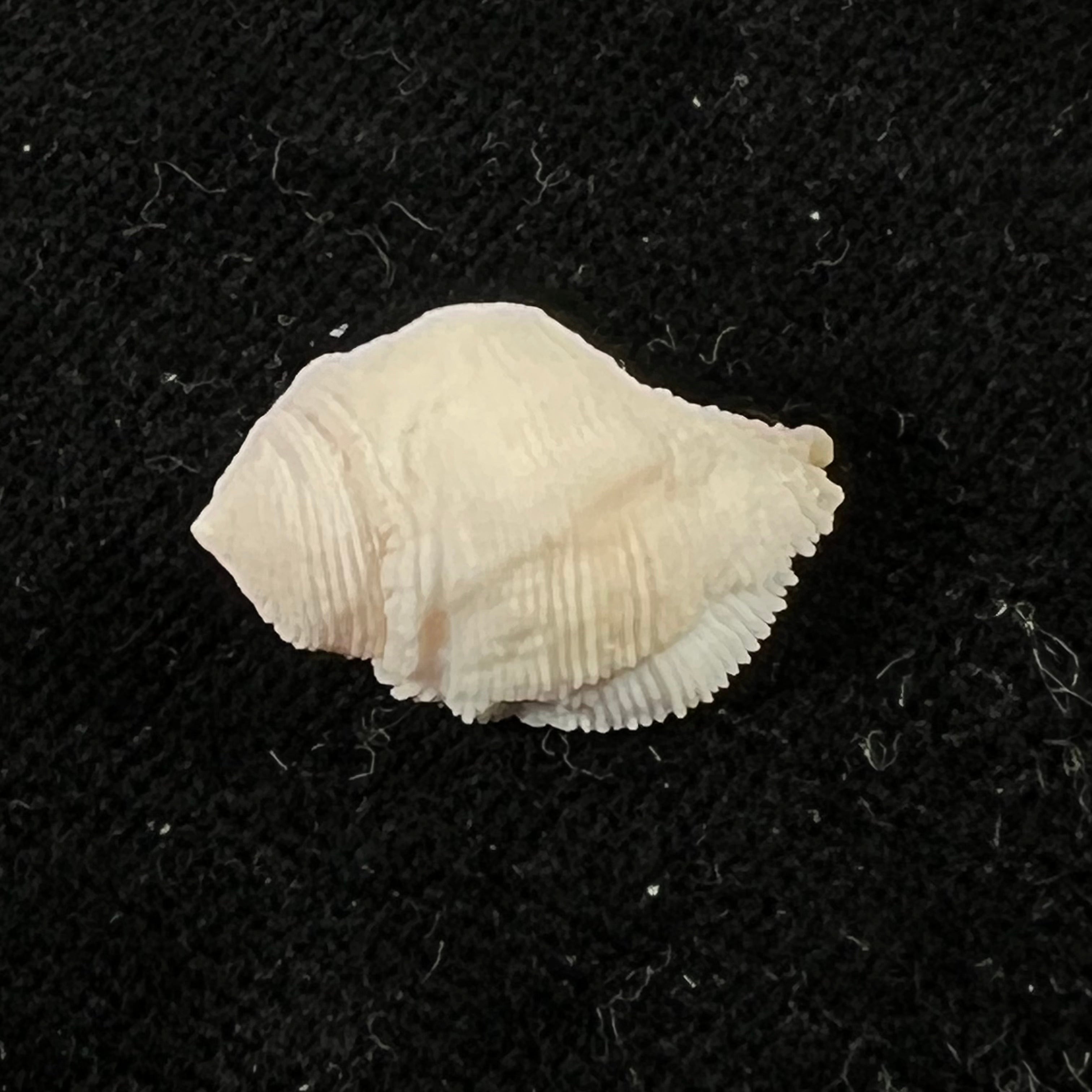 Coralliophila abbreviata (Lamarck, 1816) - 20,1mm