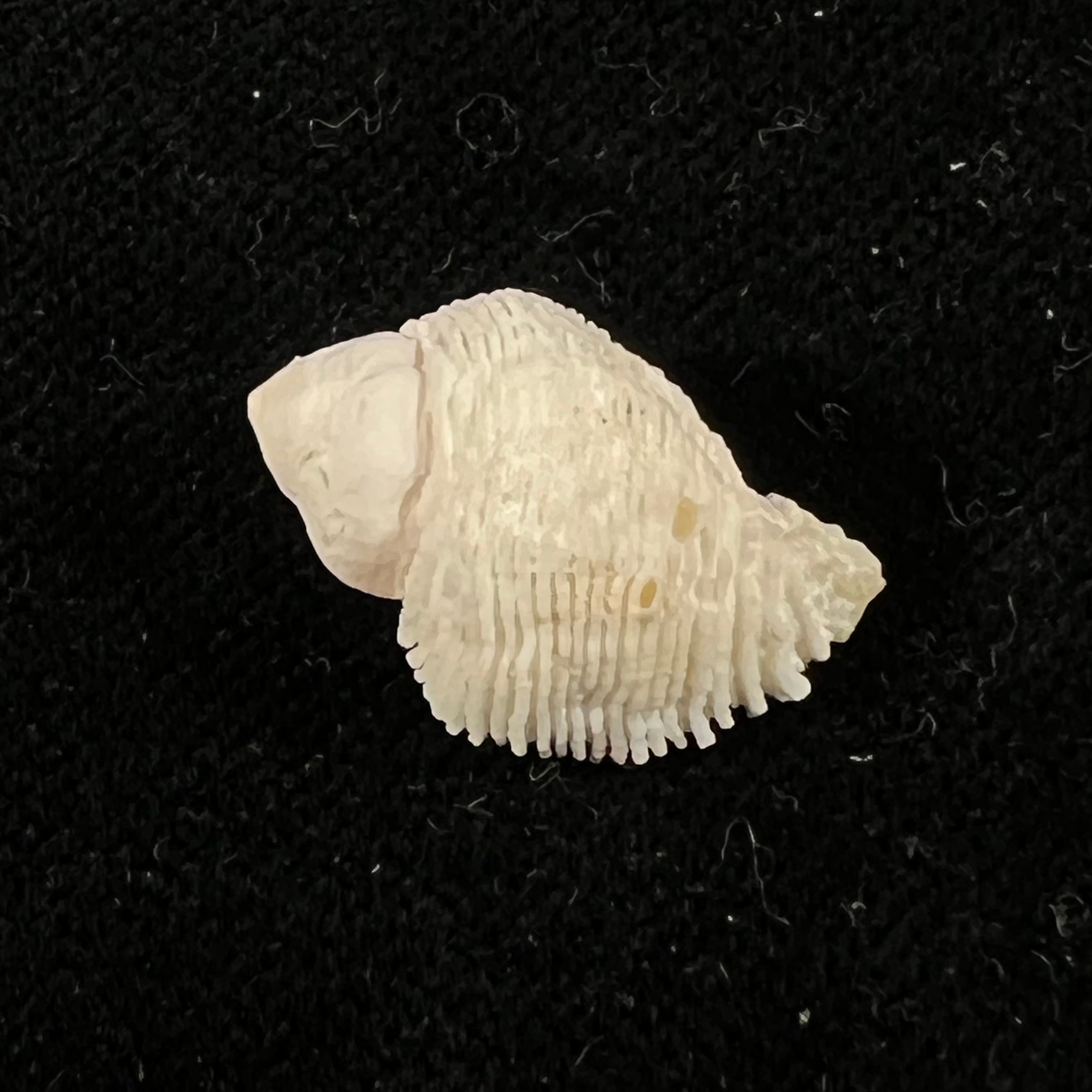 Coralliophila abbreviata (Lamarck, 1816) - 20,1mm