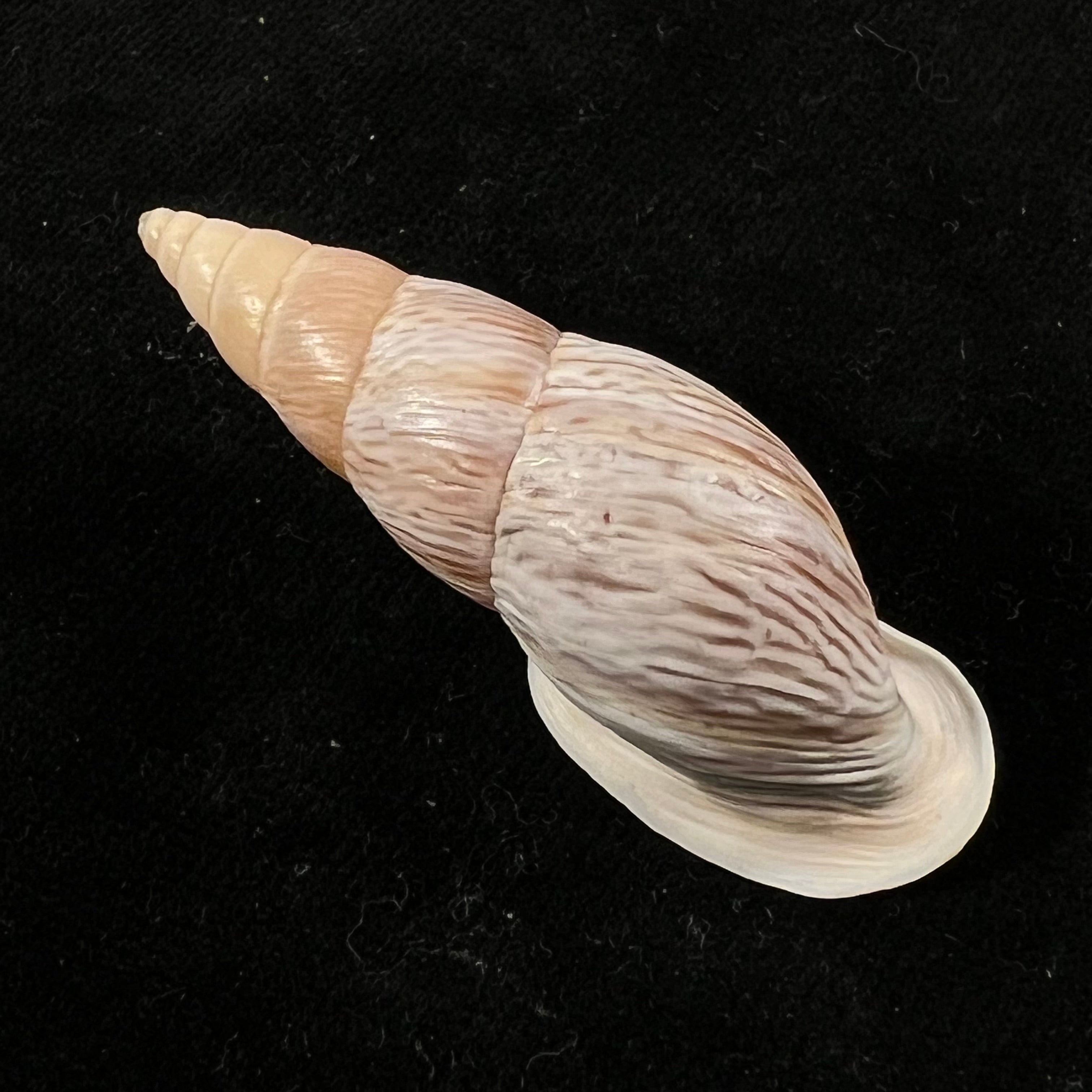 Burringtonia labrosa (Menke, 1828) - 48,9mm