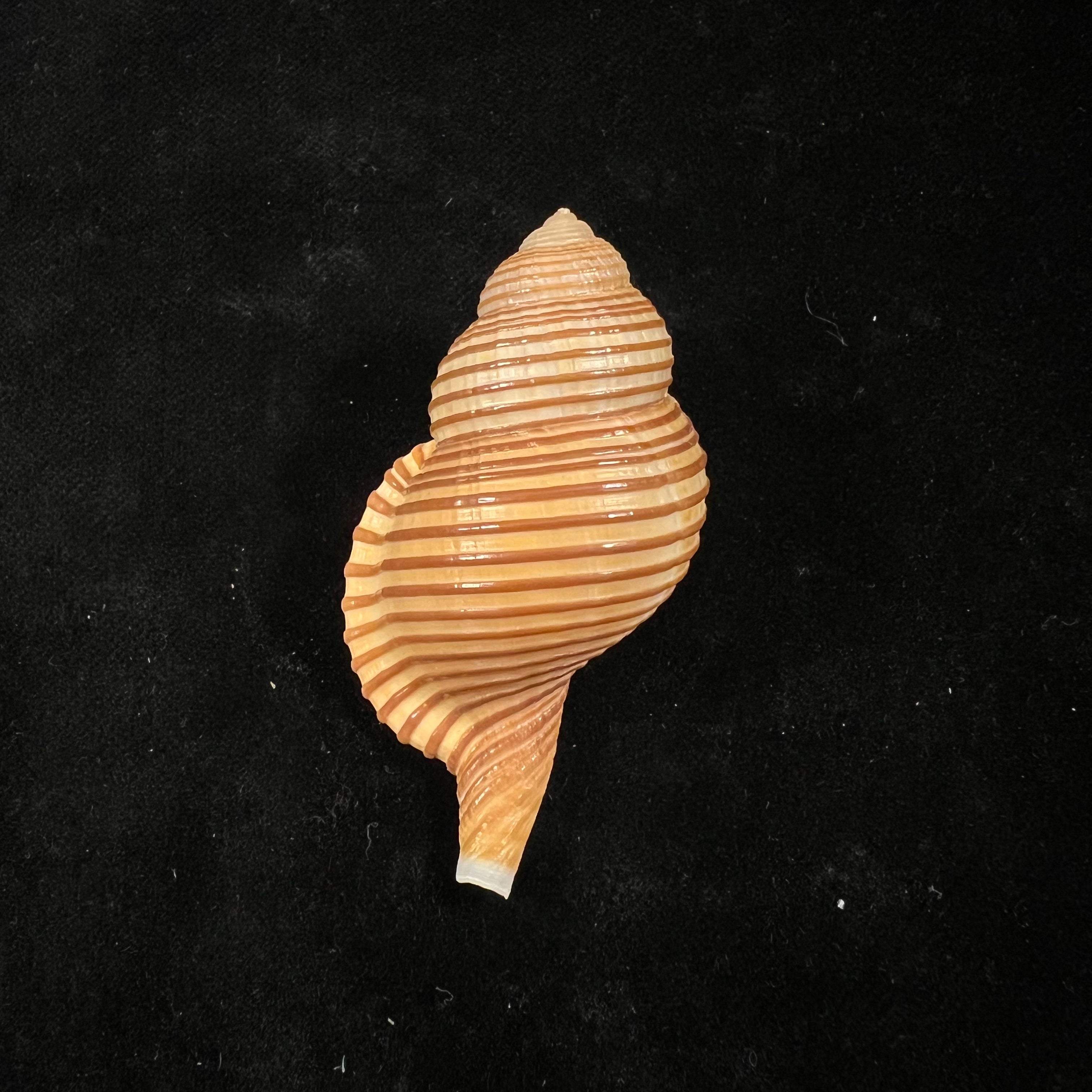 Gelagna succincta (林奈, 1771) - 57,4mm