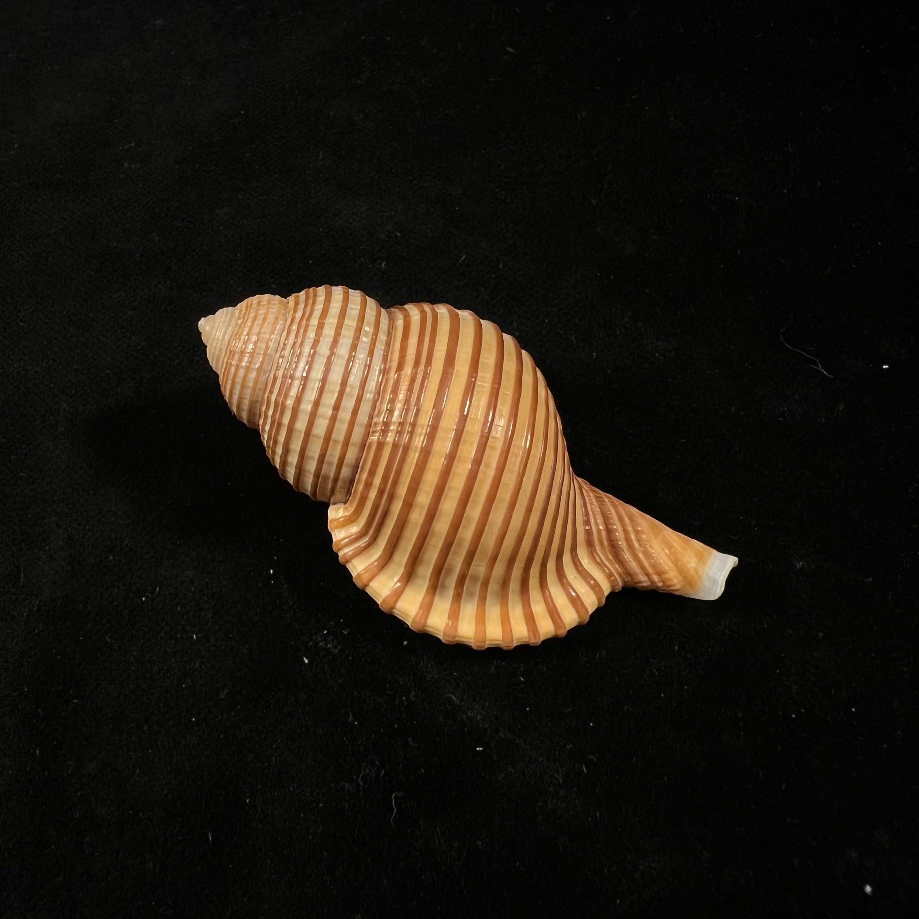 Gelagna succincta (林奈, 1771) - 57,4mm