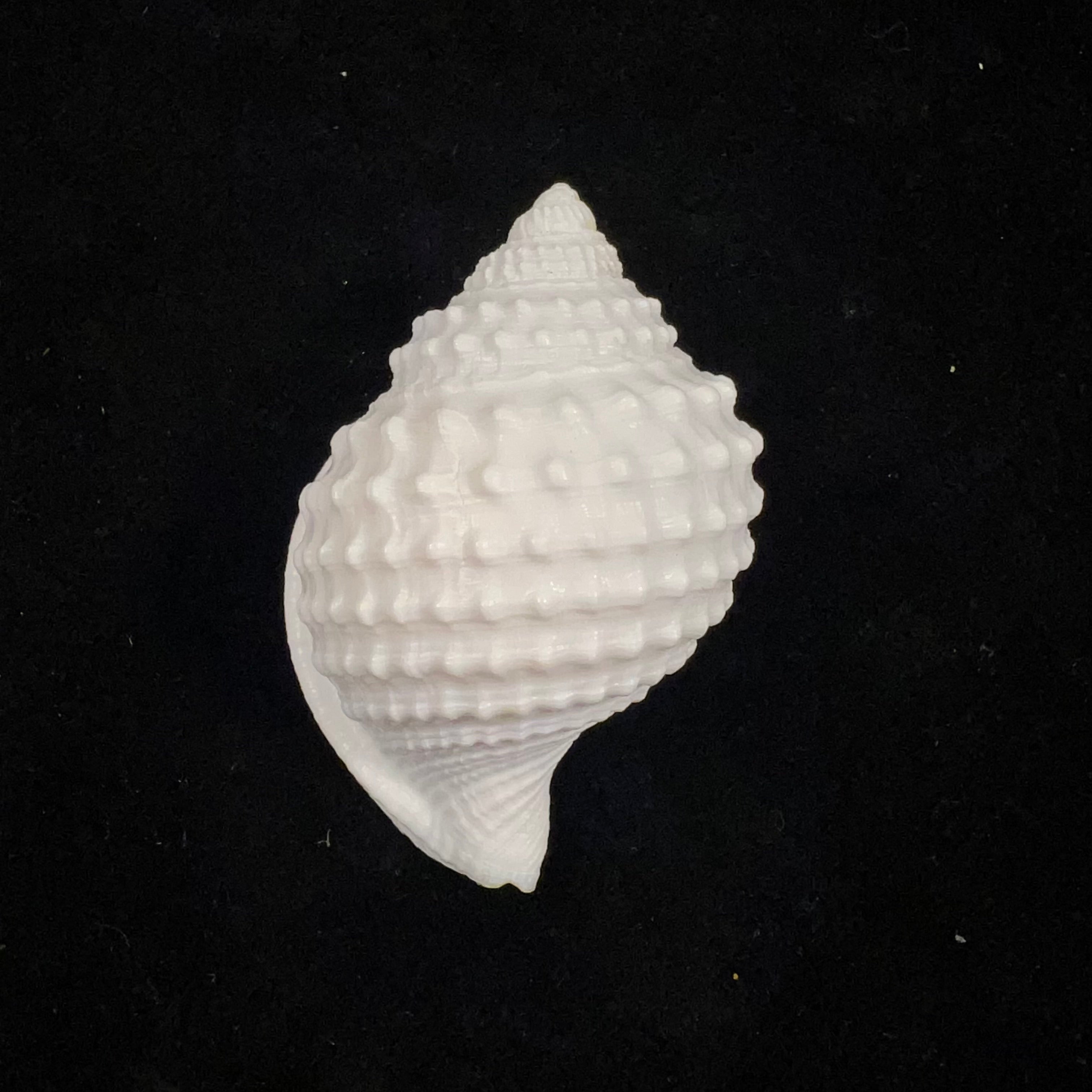 Galeodea leucodoma Dall, 1907 - 48,2mm