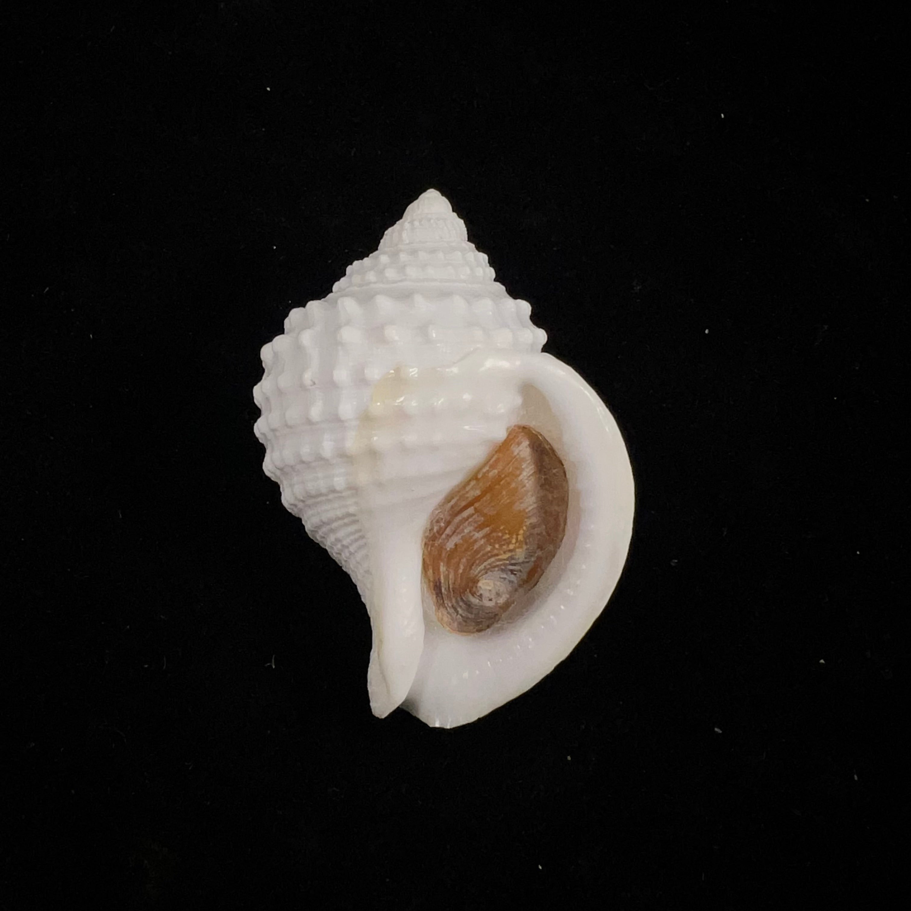 Galeodea leucodoma Dall, 1907 - 48,2mm