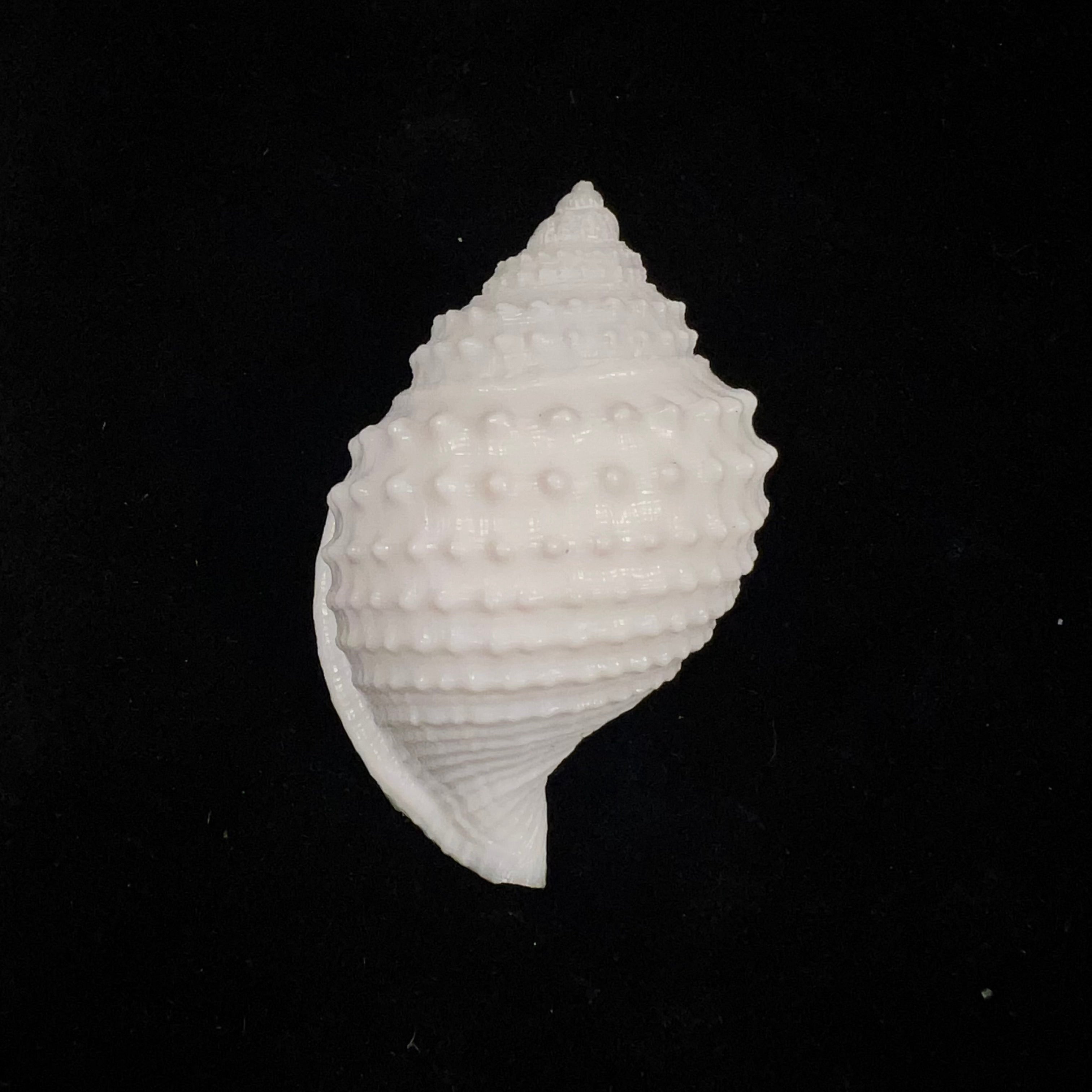 Galeodea leucodoma Dall, 1907 - 50,9mm