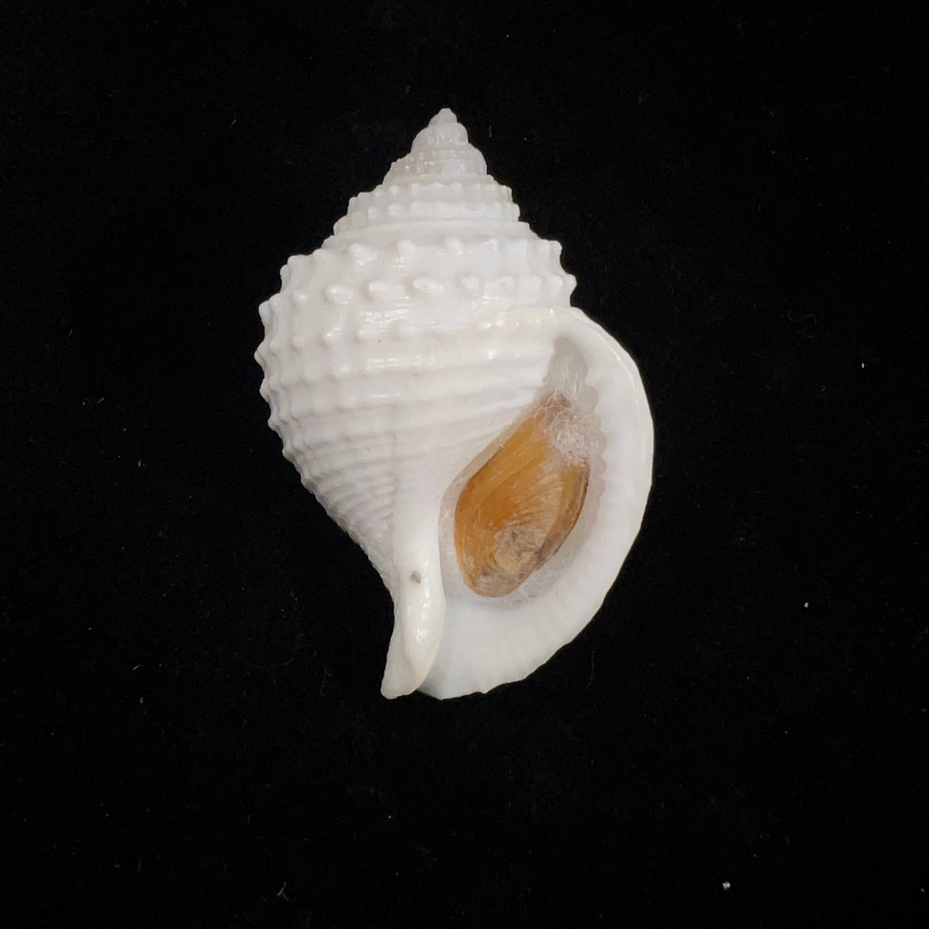 Galeodea leucodoma Dall, 1907 - 50,9mm