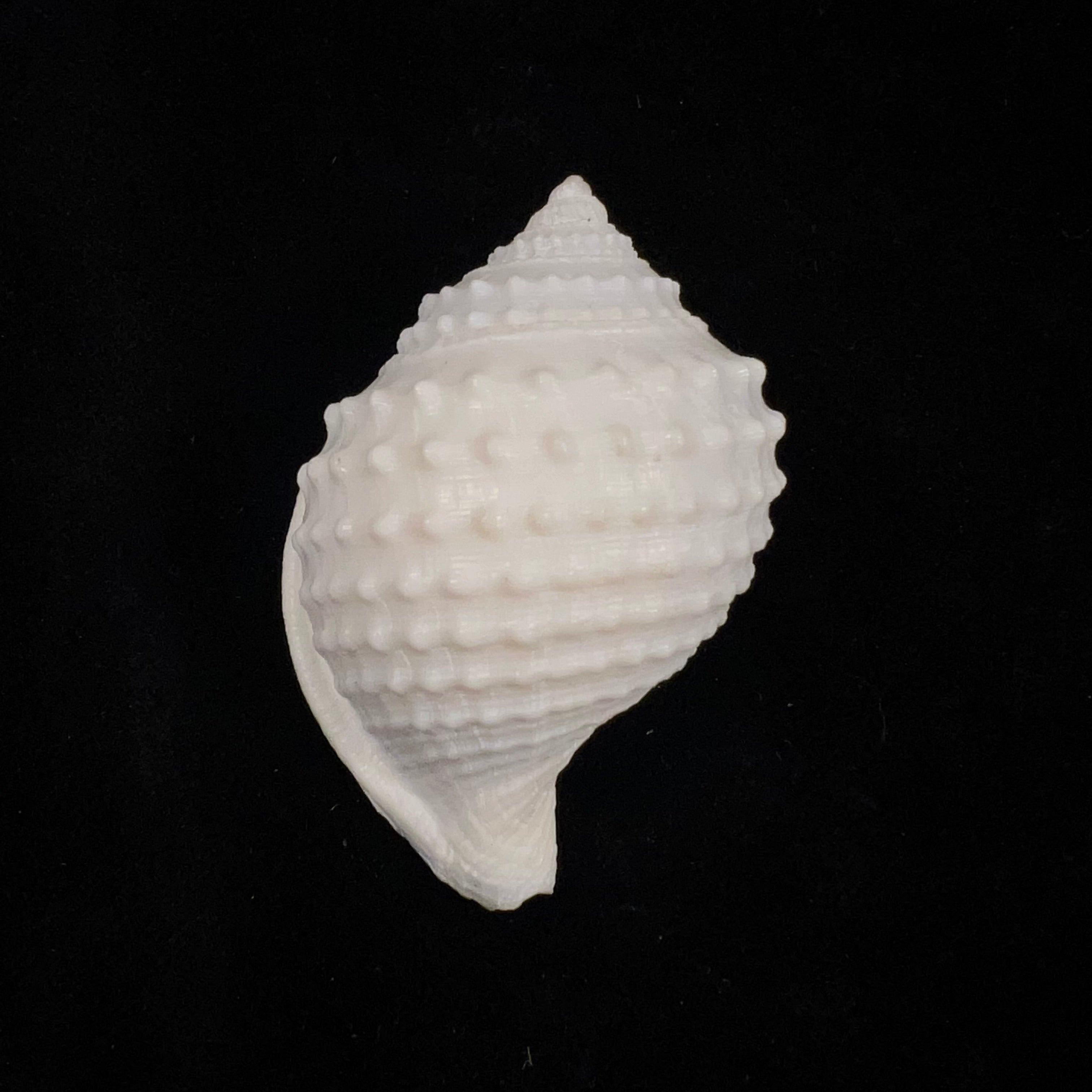 Galeodea leucodoma Dall, 1907 - 53,5mm