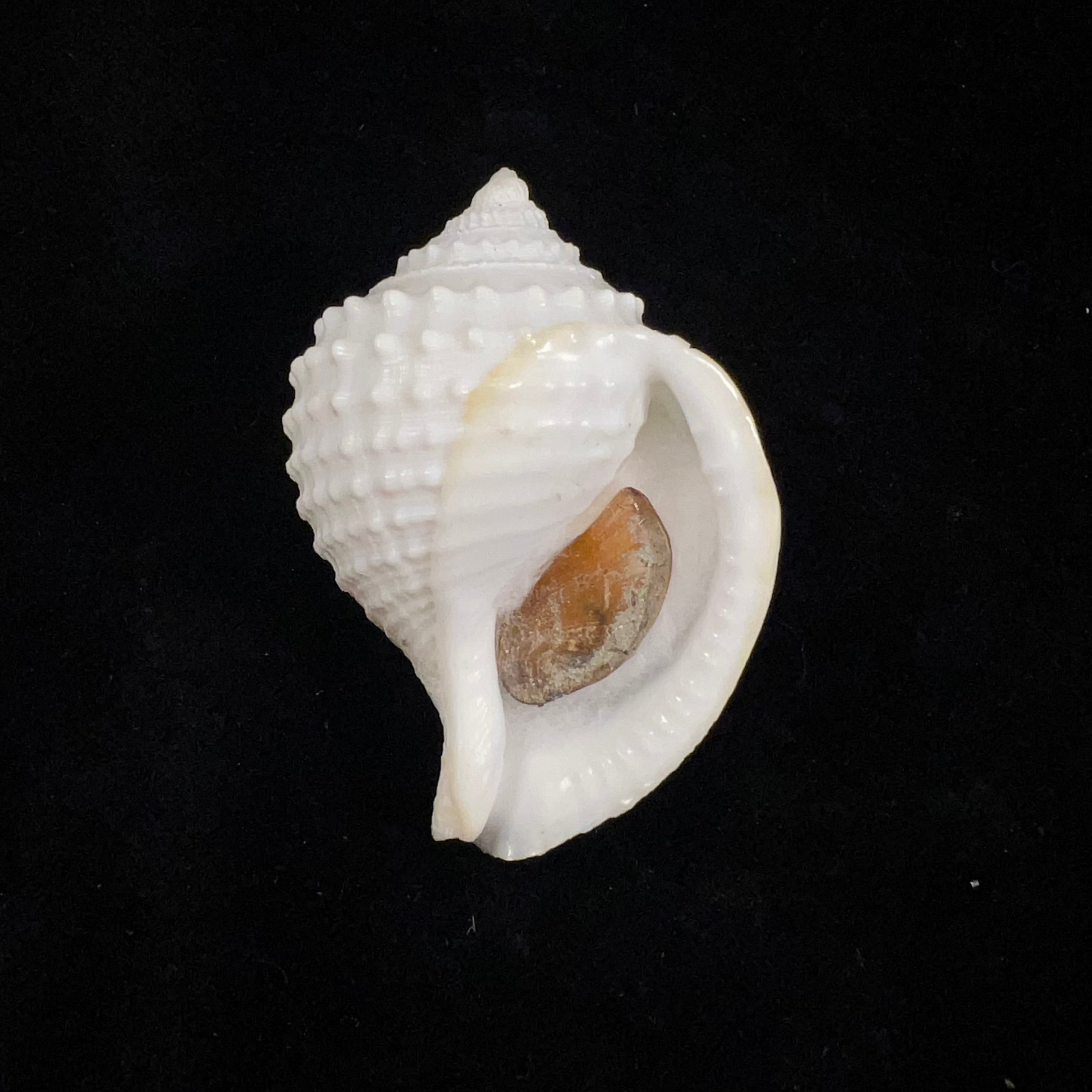 Galeodea leucodoma Dall, 1907 - 53,5mm