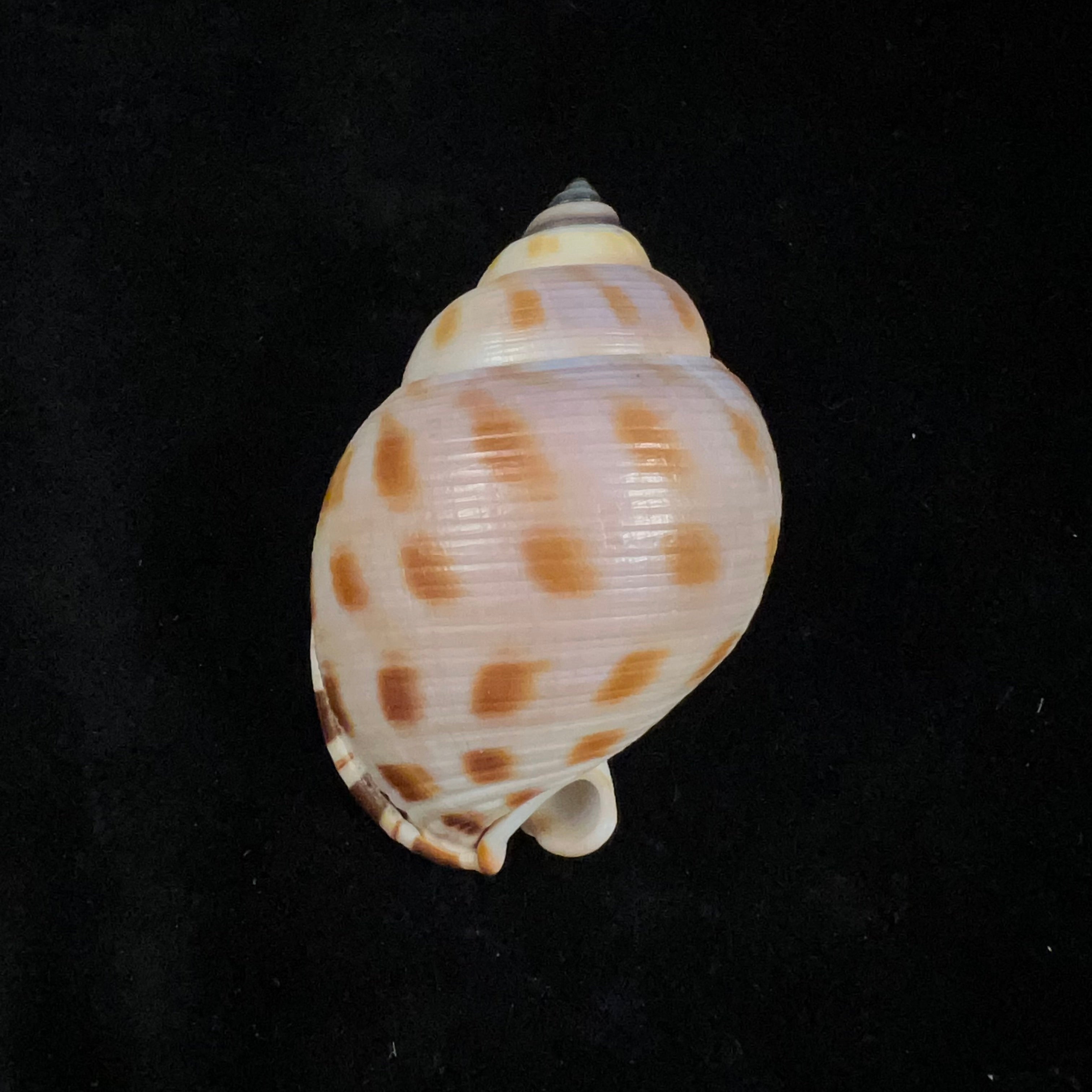 Semicassis bisulcata (Schubert & JA Wagner, 1829) - 66,9毫米