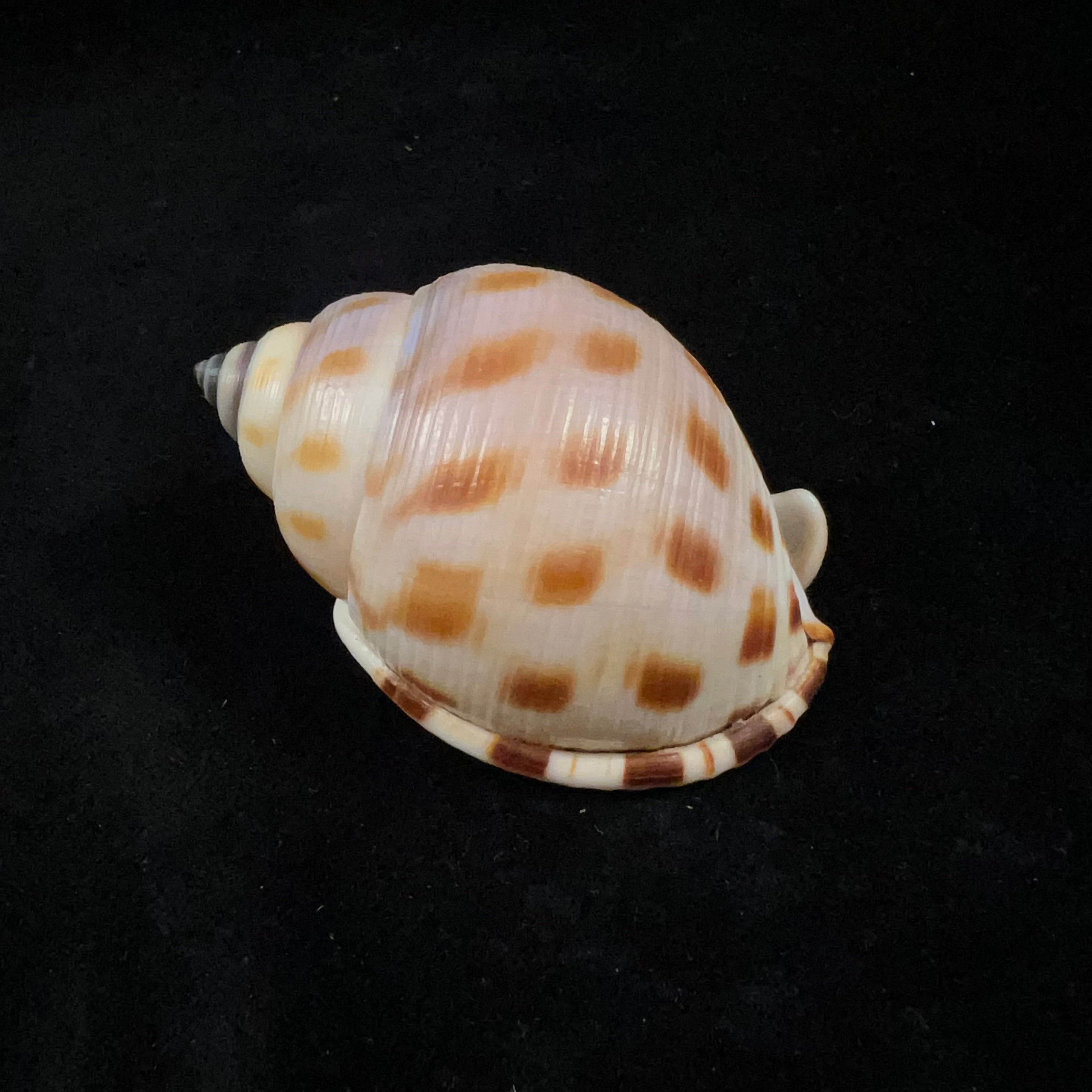 Semicassis bisulcata (Schubert & JA Wagner, 1829) - 66,9毫米