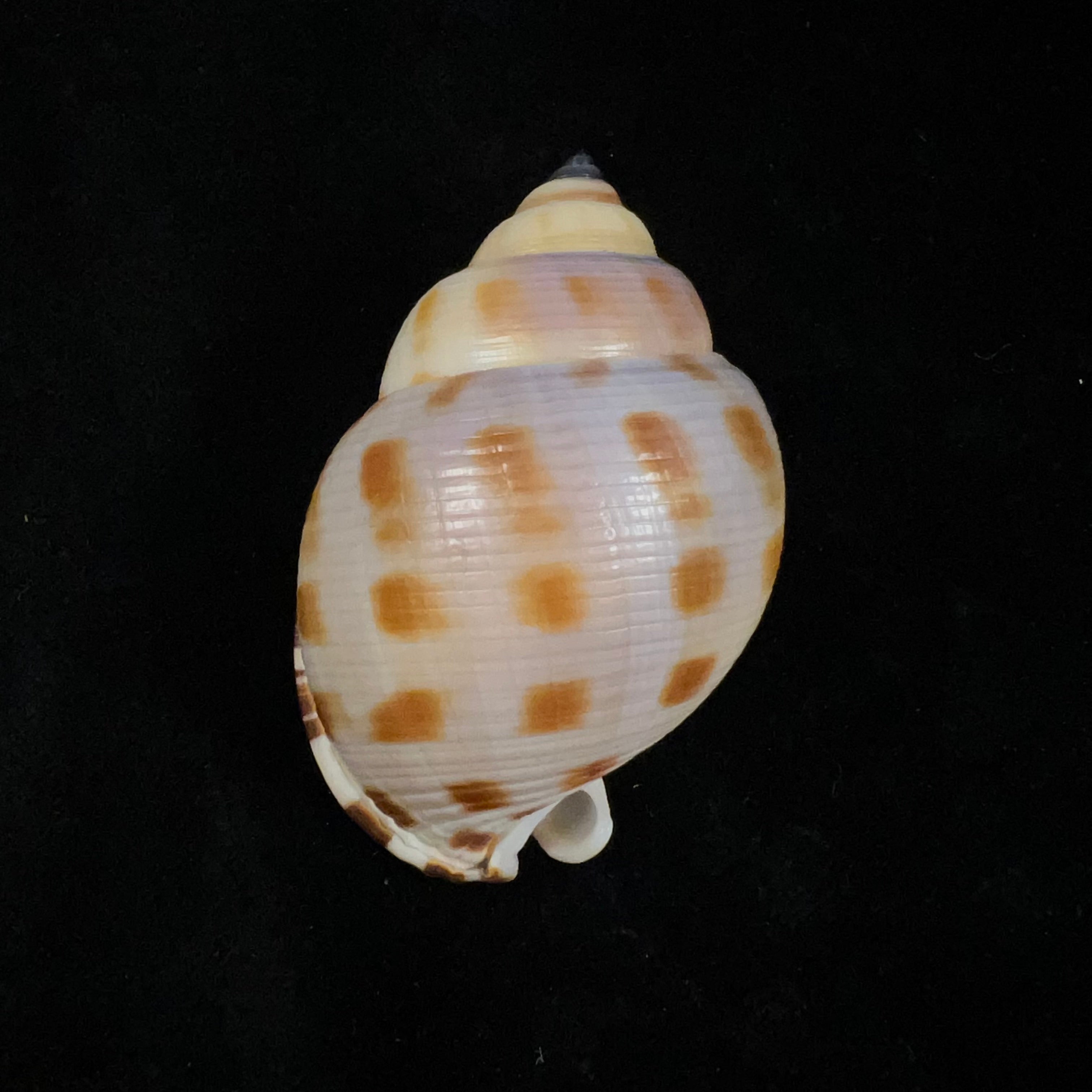 Semicassis bisulcata (Schubert & JA Wagner, 1829) - 66,7毫米