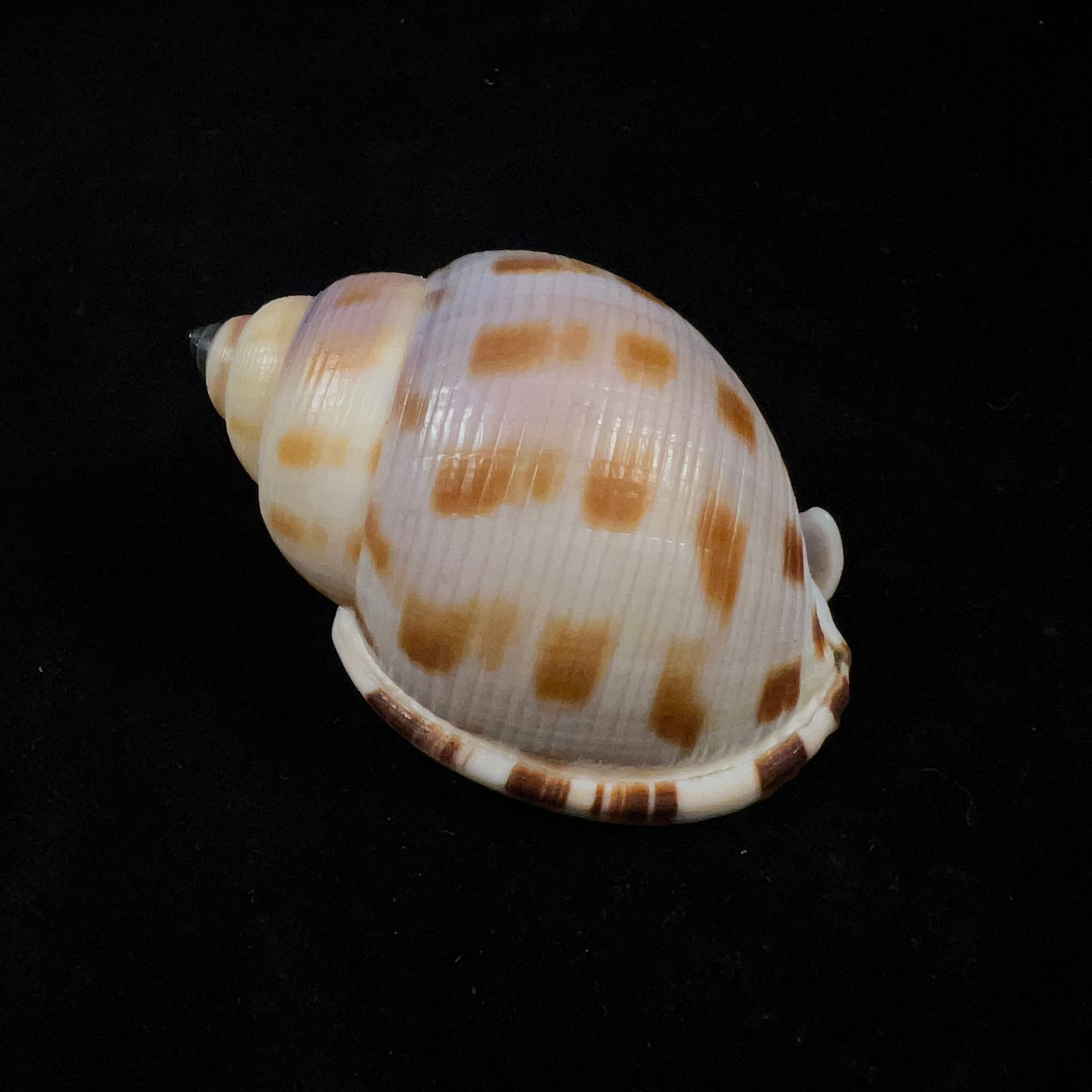 Semicassis bisulcata (Schubert & JA Wagner, 1829) - 66,7毫米