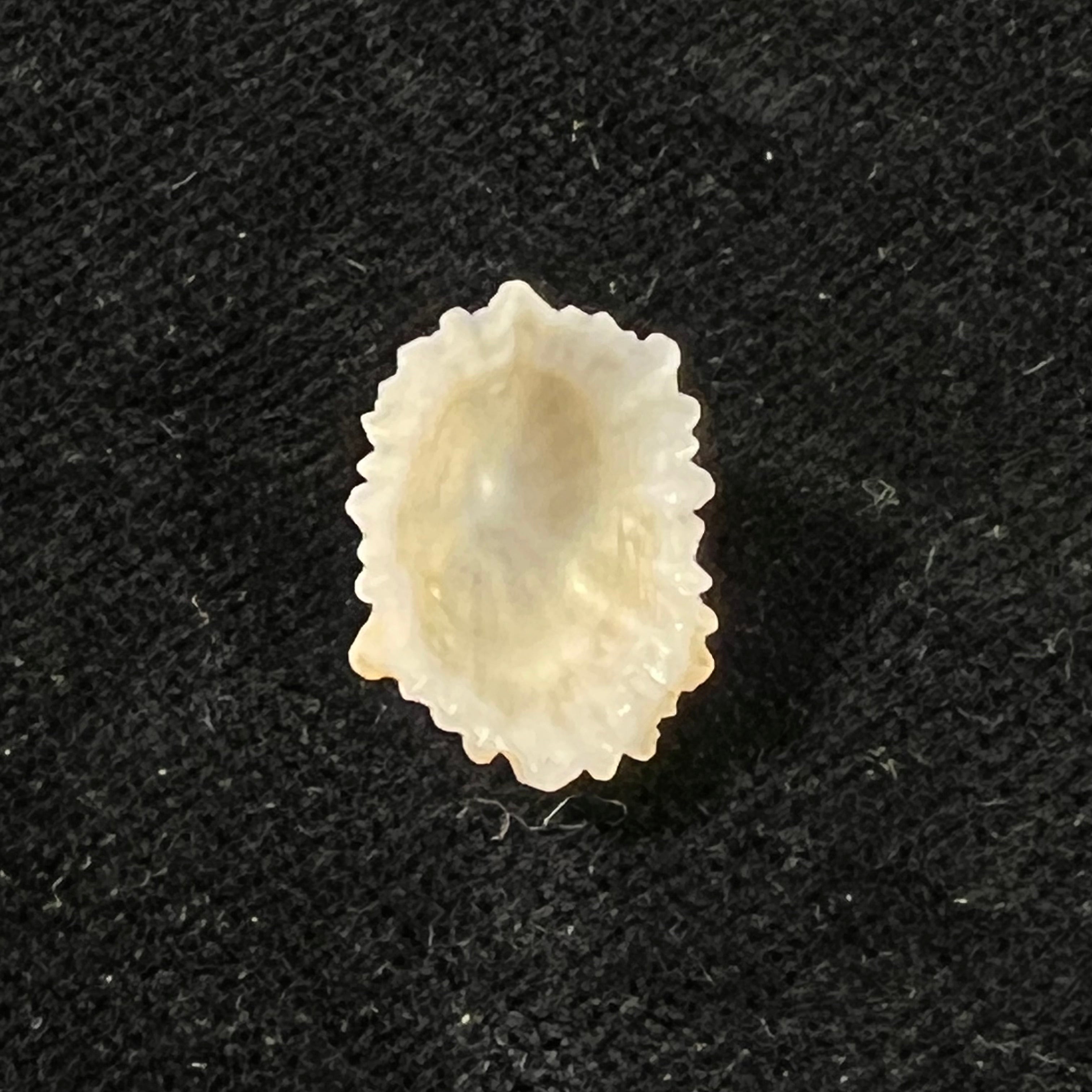 Hemitoma octoradiata (Gmelin, 1795) - 16,4mm
