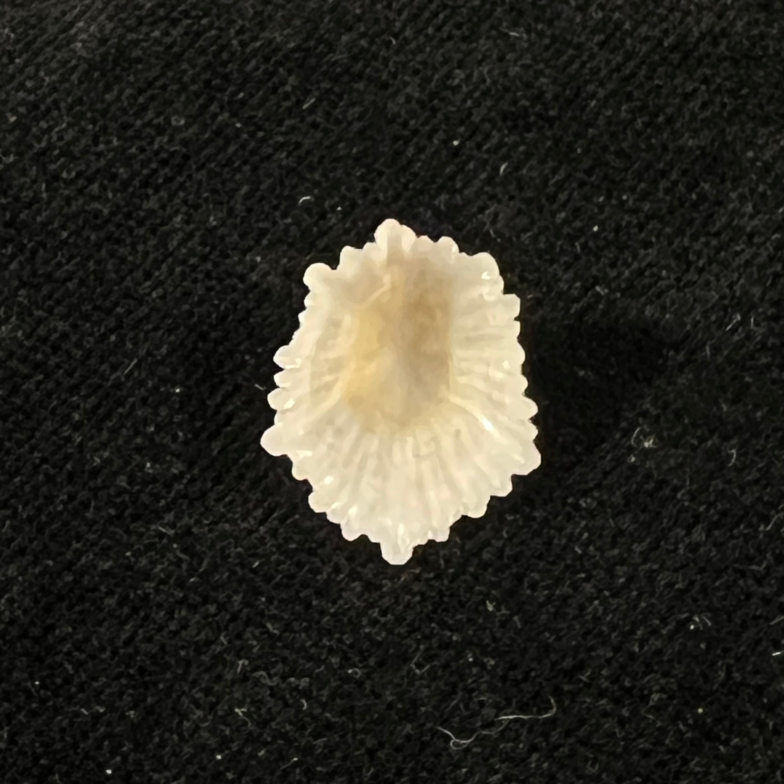 Hemitoma octoradiata (Gmelin, 1795) - 16,9mm