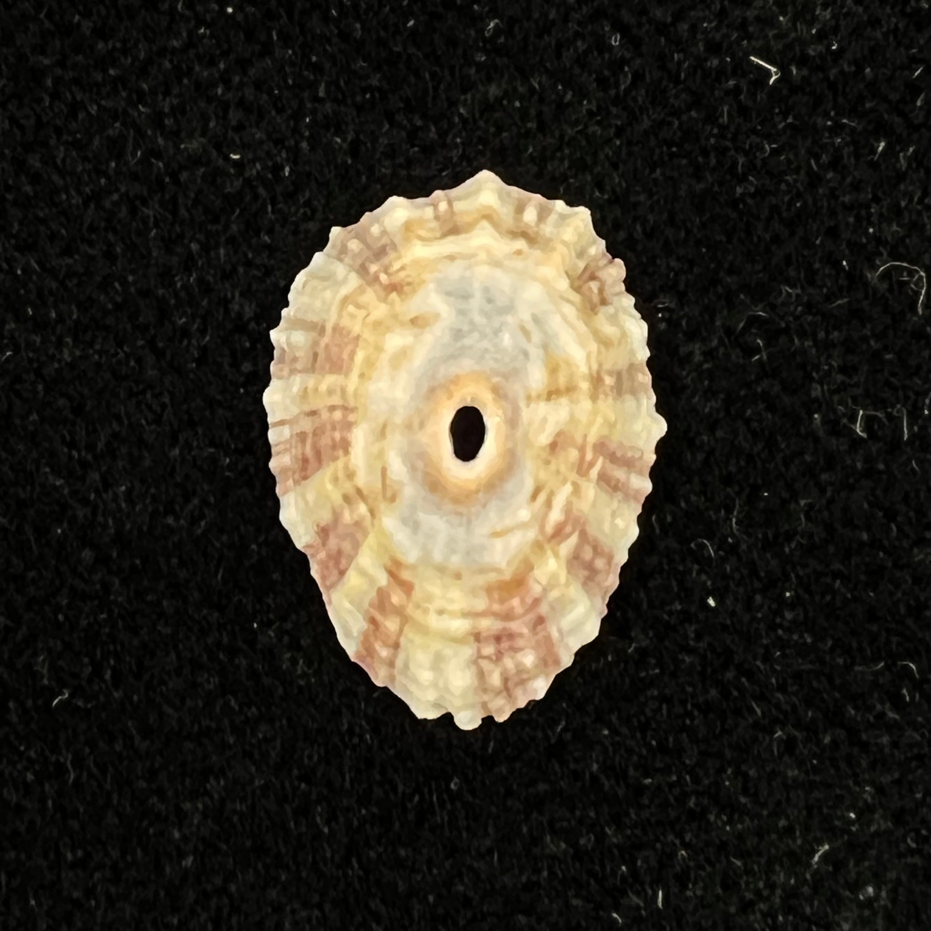 Fissurella clenchi Pérez Farfante, 1943 - 17mm