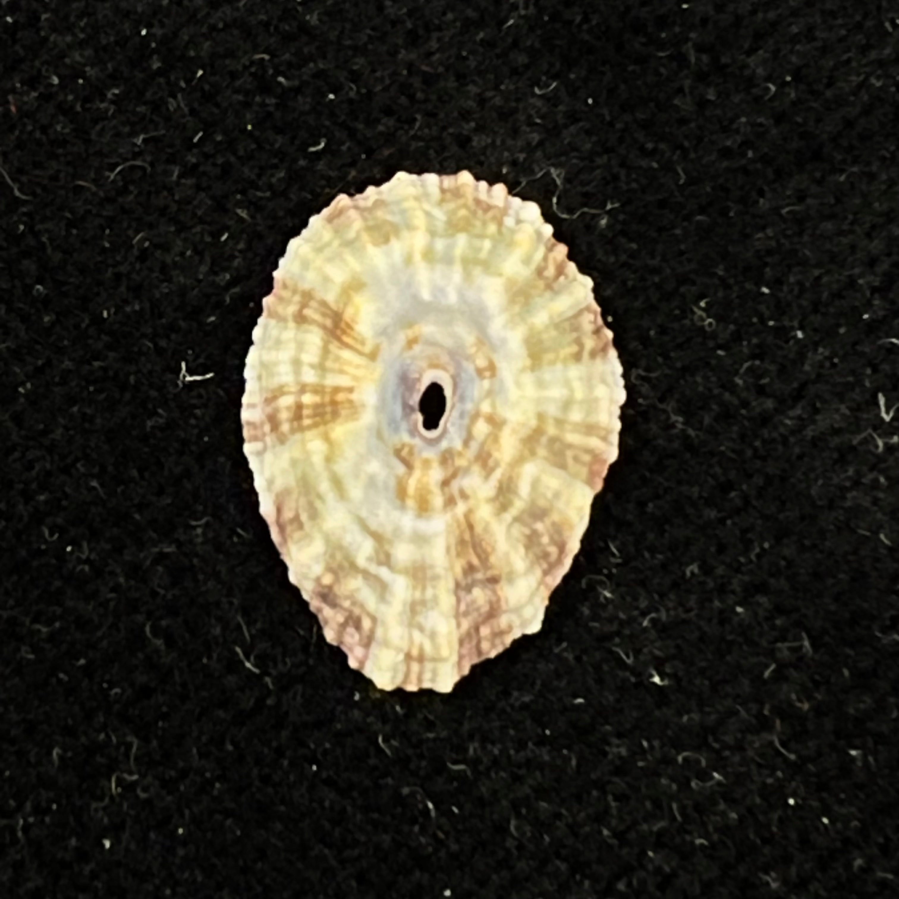 Fissurella clenchi Pérez Farfante, 1943 - 16,8mm