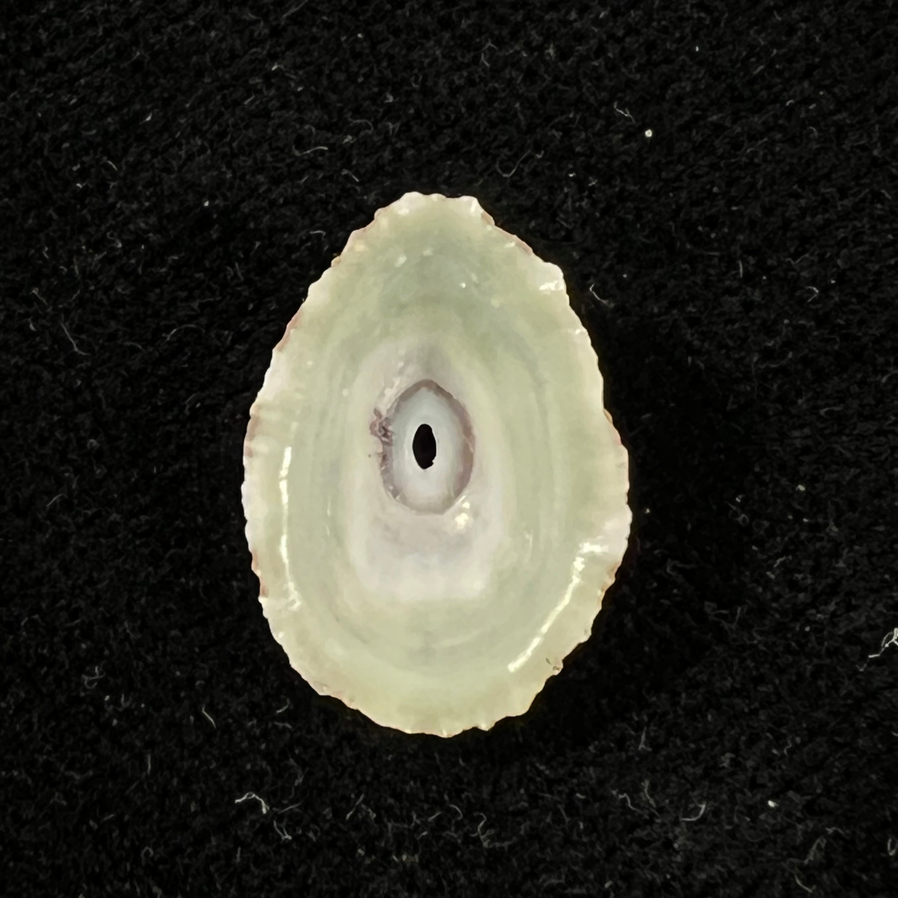 Fissurella clenchi Pérez Farfante, 1943 - 16,8mm